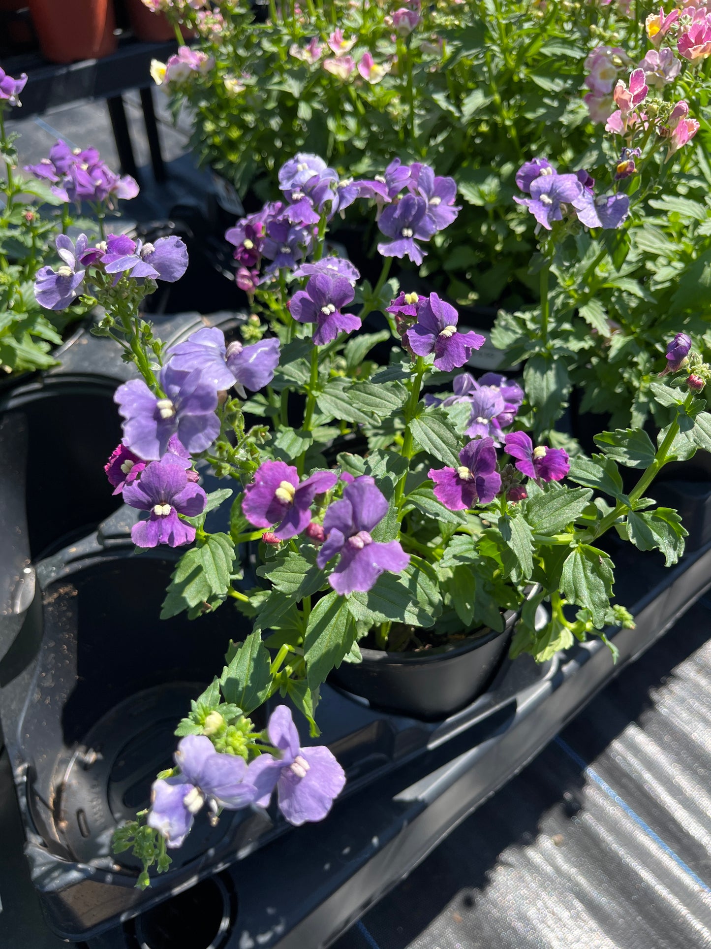 Nemesia