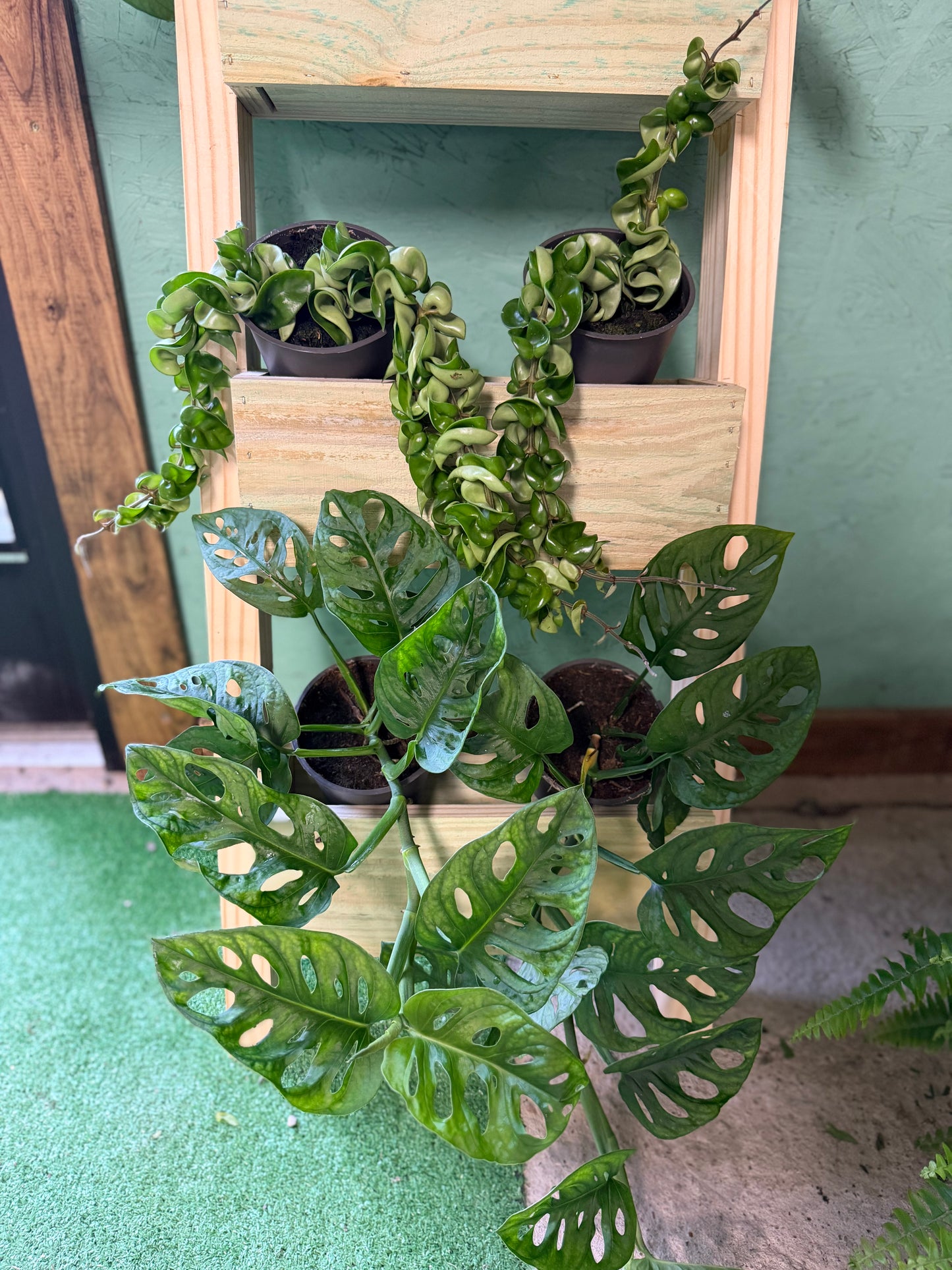 Monstera- Adonsonii