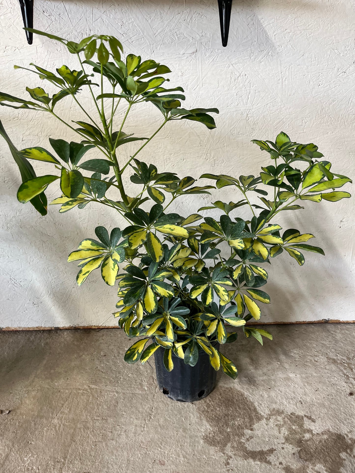 Schefflera Arboricola