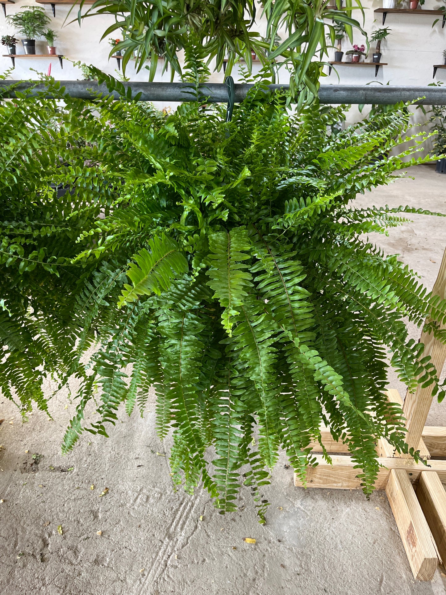 Boston Fern Hanging Basket