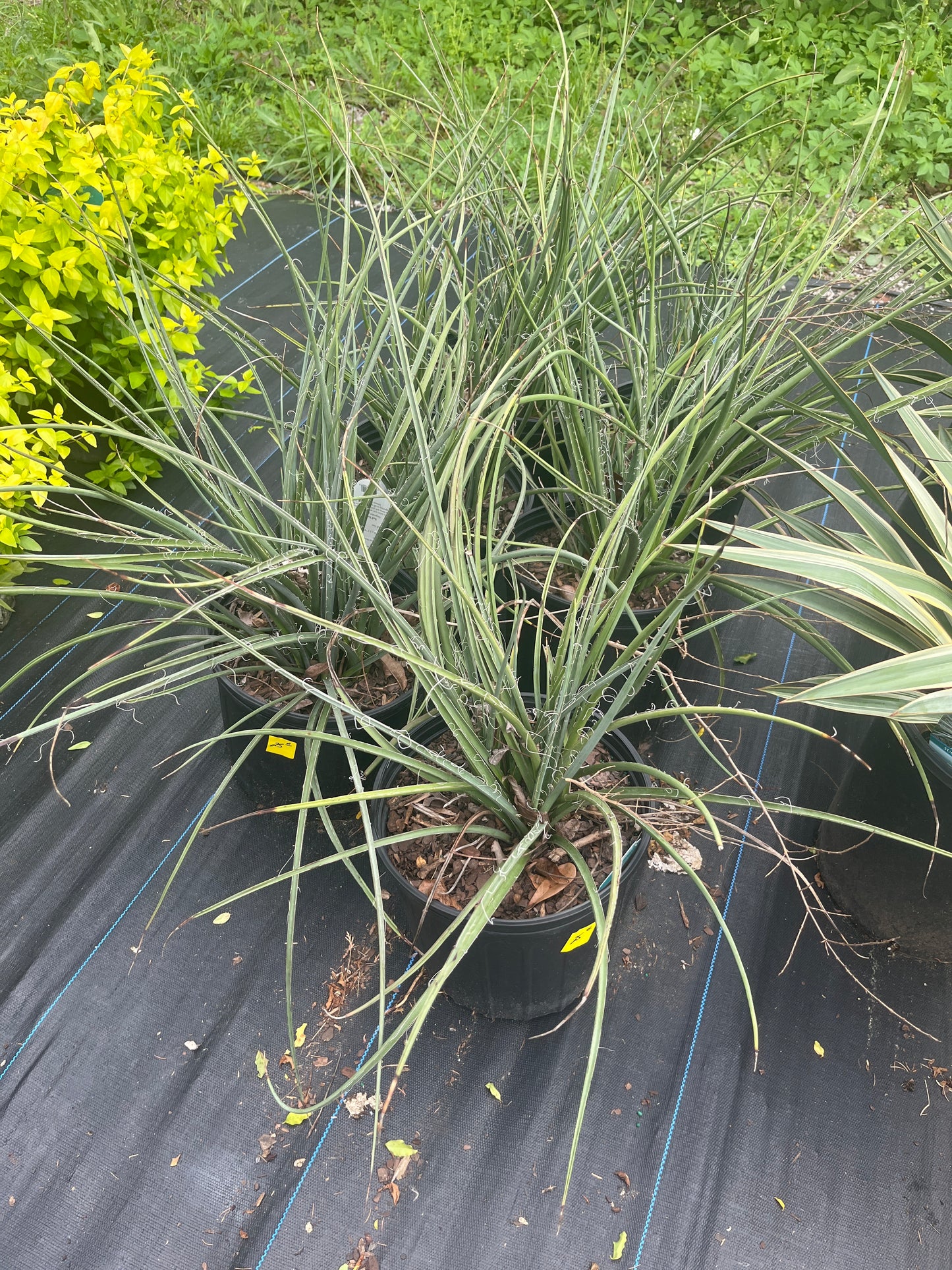 Yucca- Red