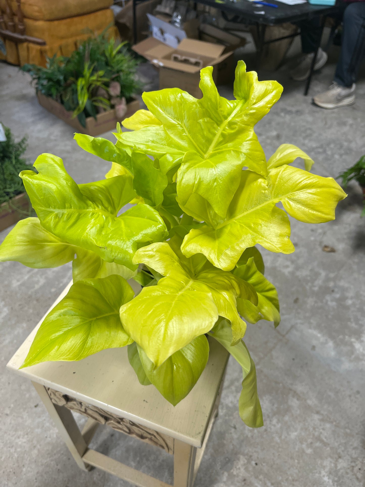Philodendron- Selloum Gold