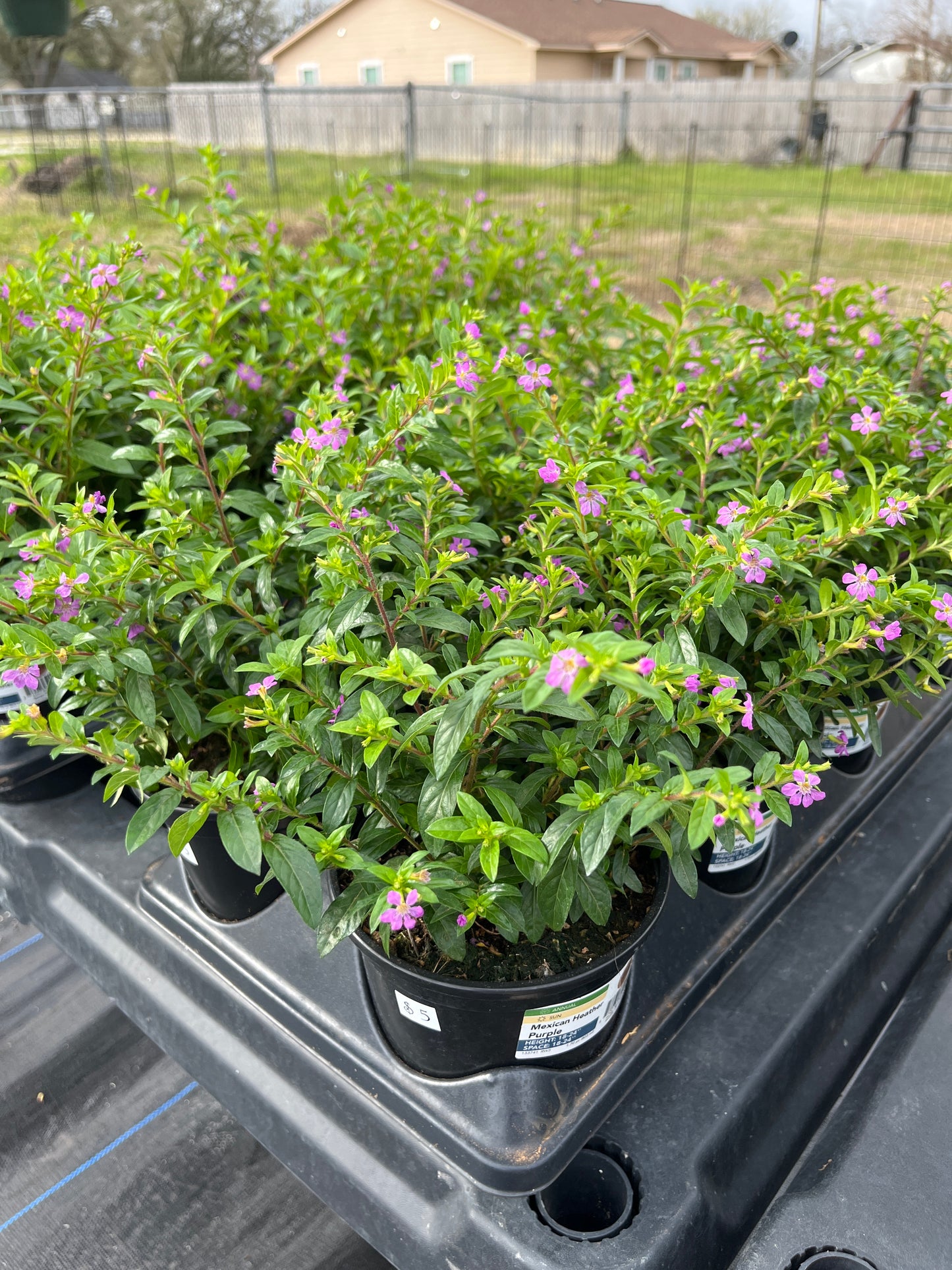 Mexican Heather