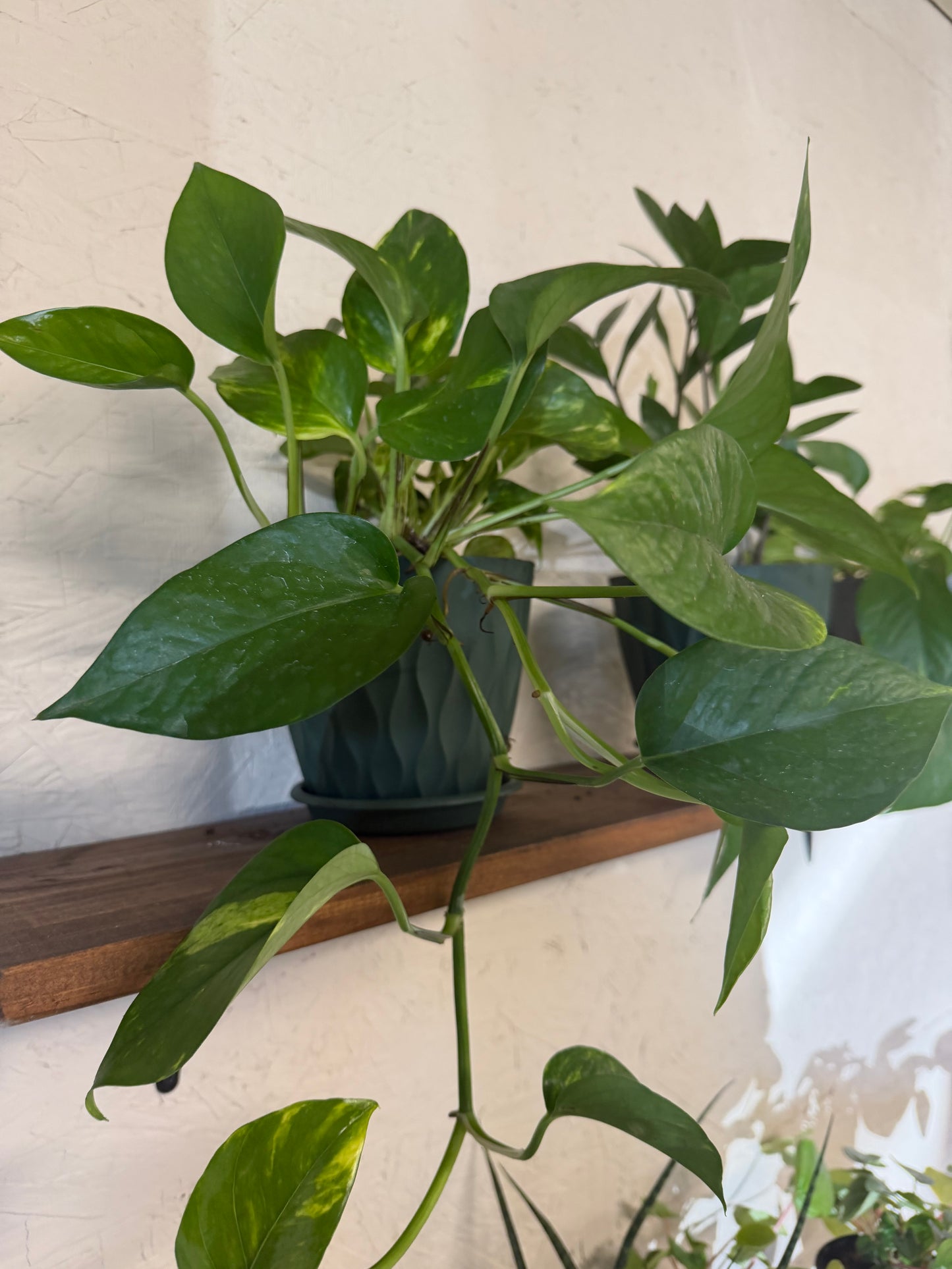Pothos Ivy
