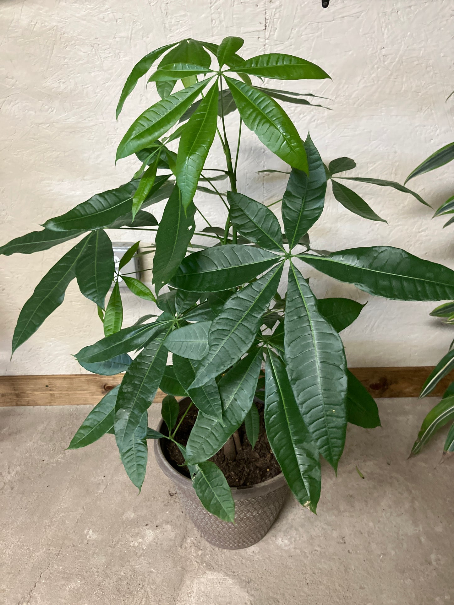 Money Tree