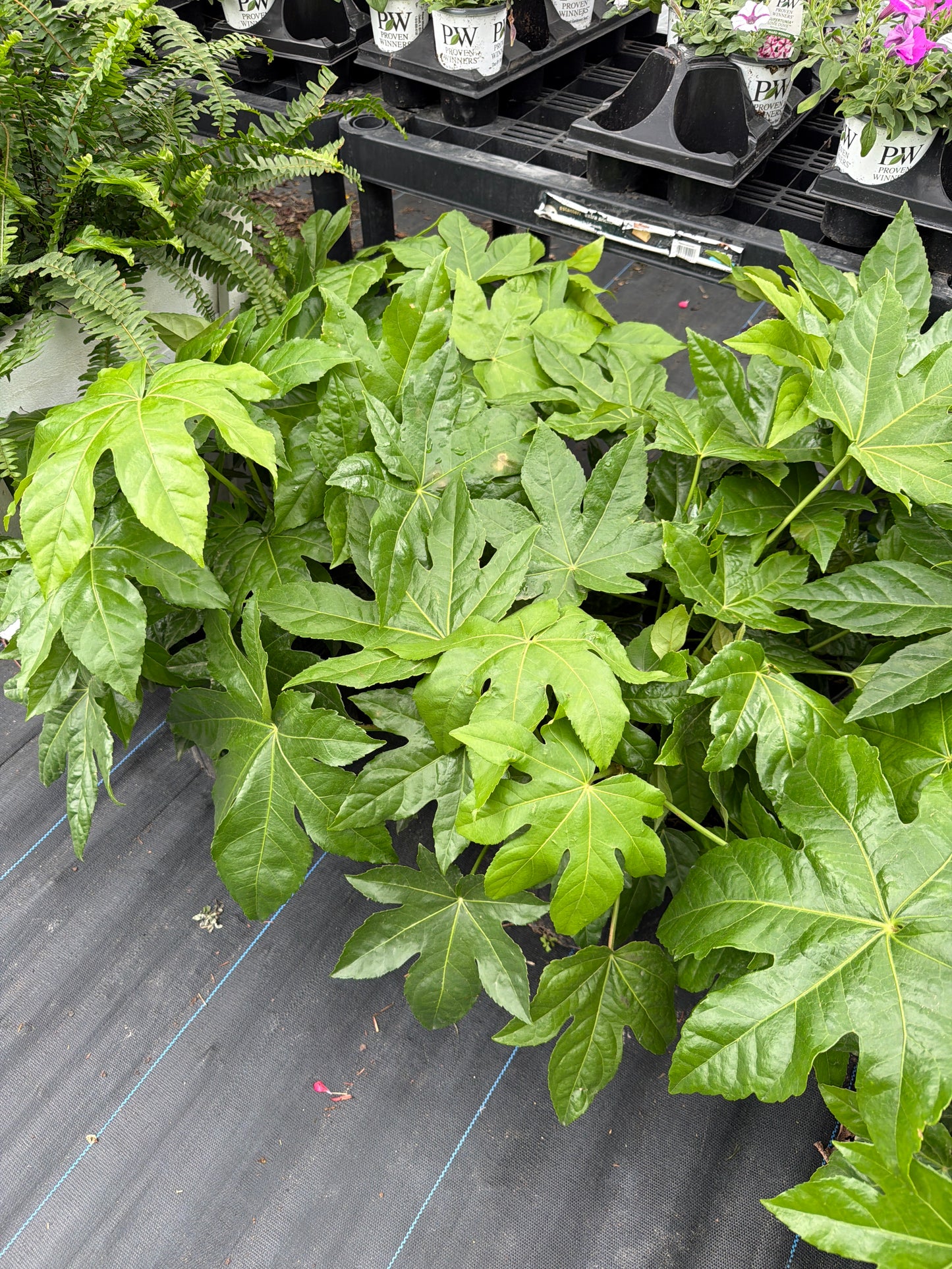 Fatsia