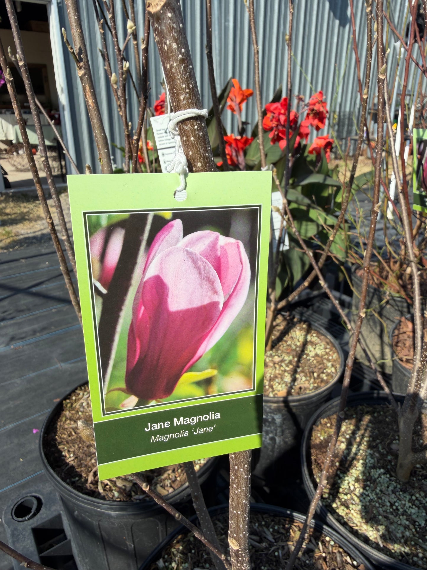 Tulip Tree- Jane Magnolia