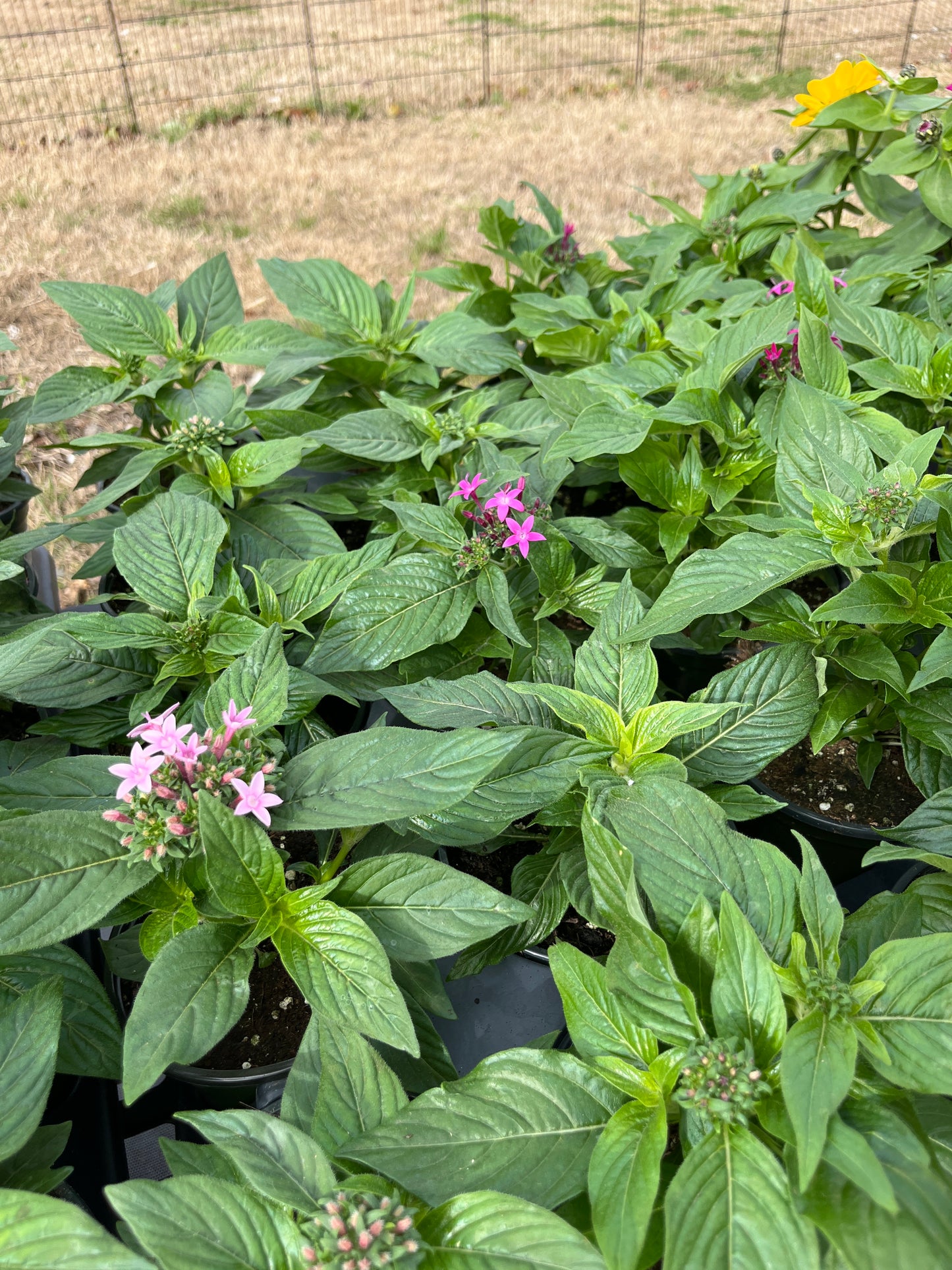 Pentas