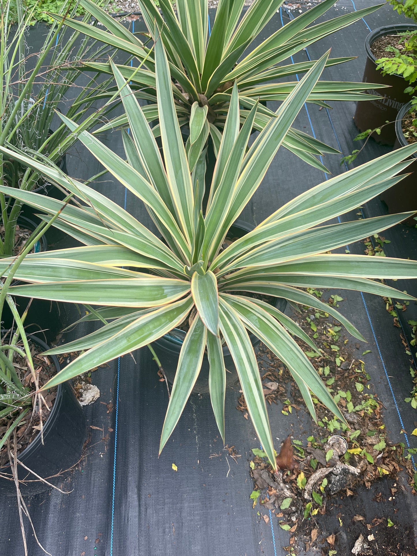 Yucca- Spanish Dagger
