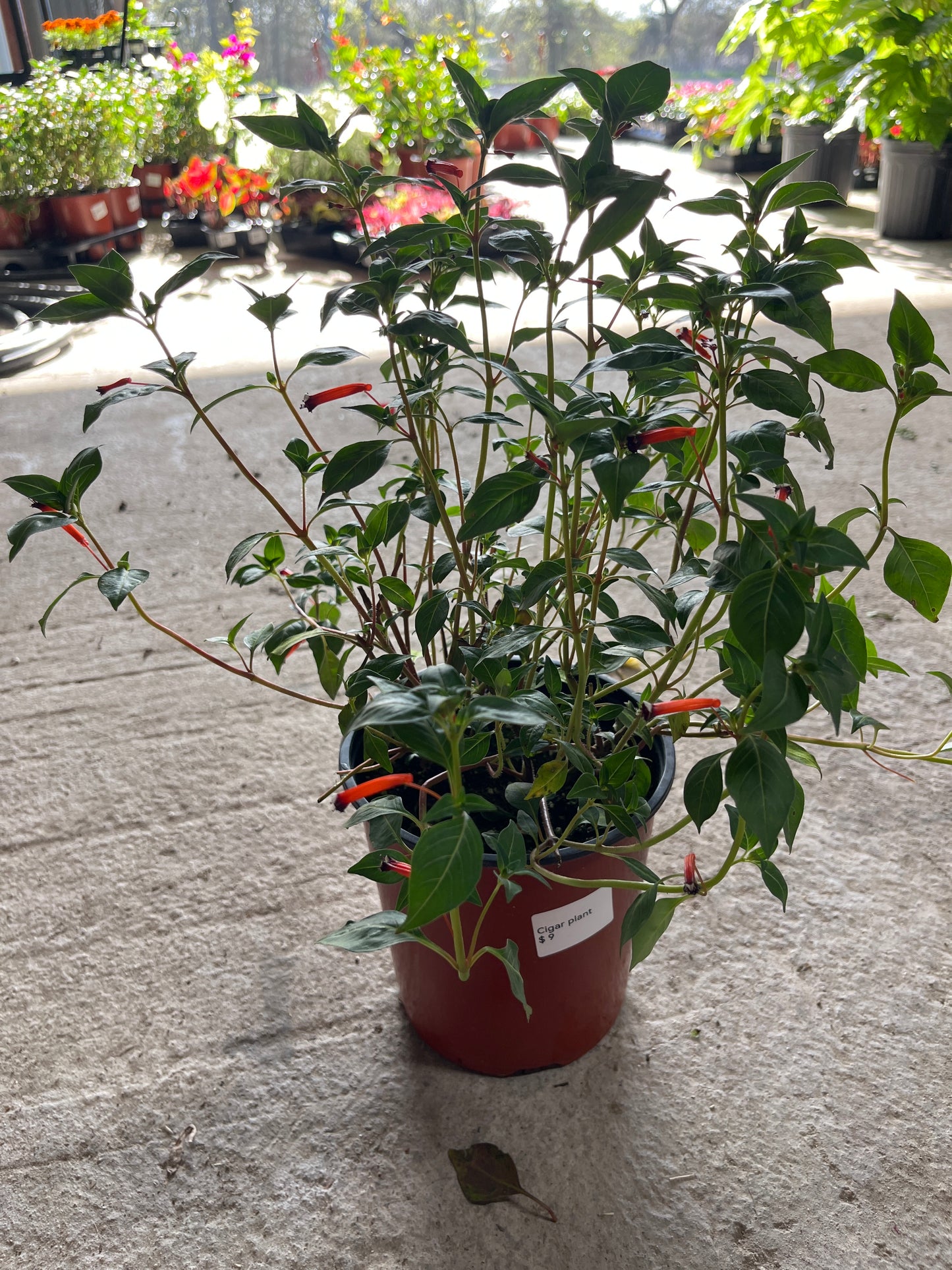 Cigar Plant