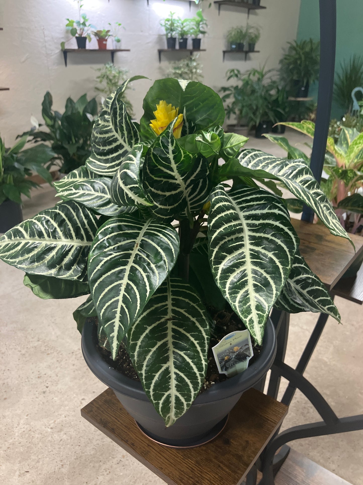 Aphelandra Zebra Plant