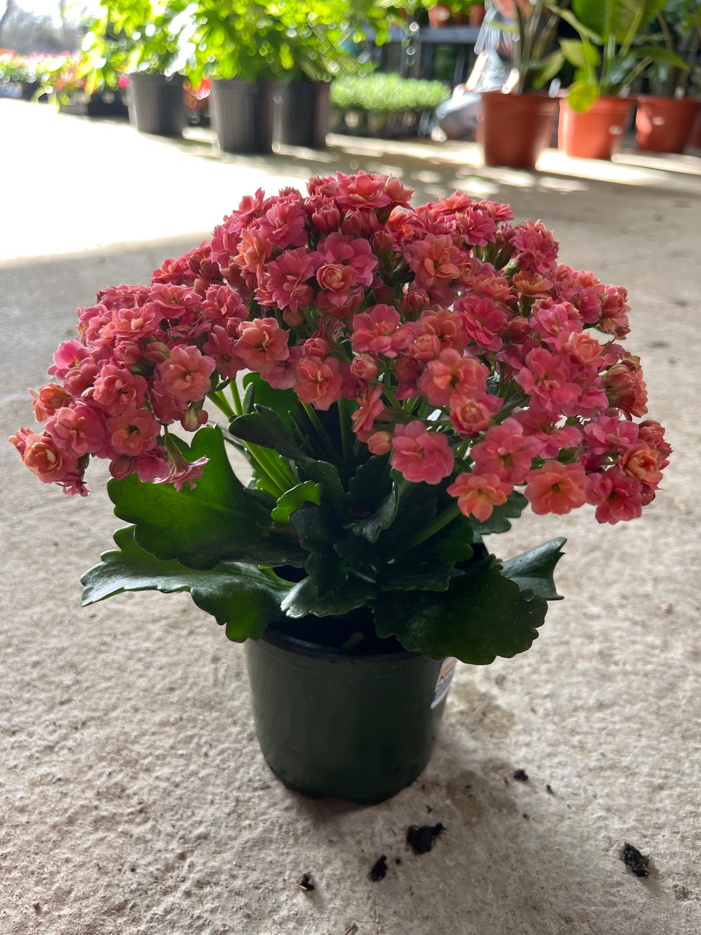 Kalanchoe Perfecta Double