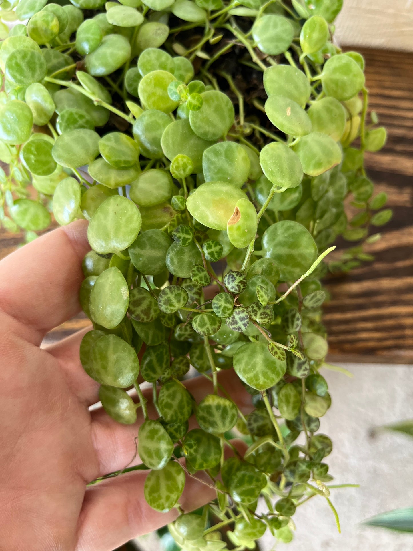 String of Turtles