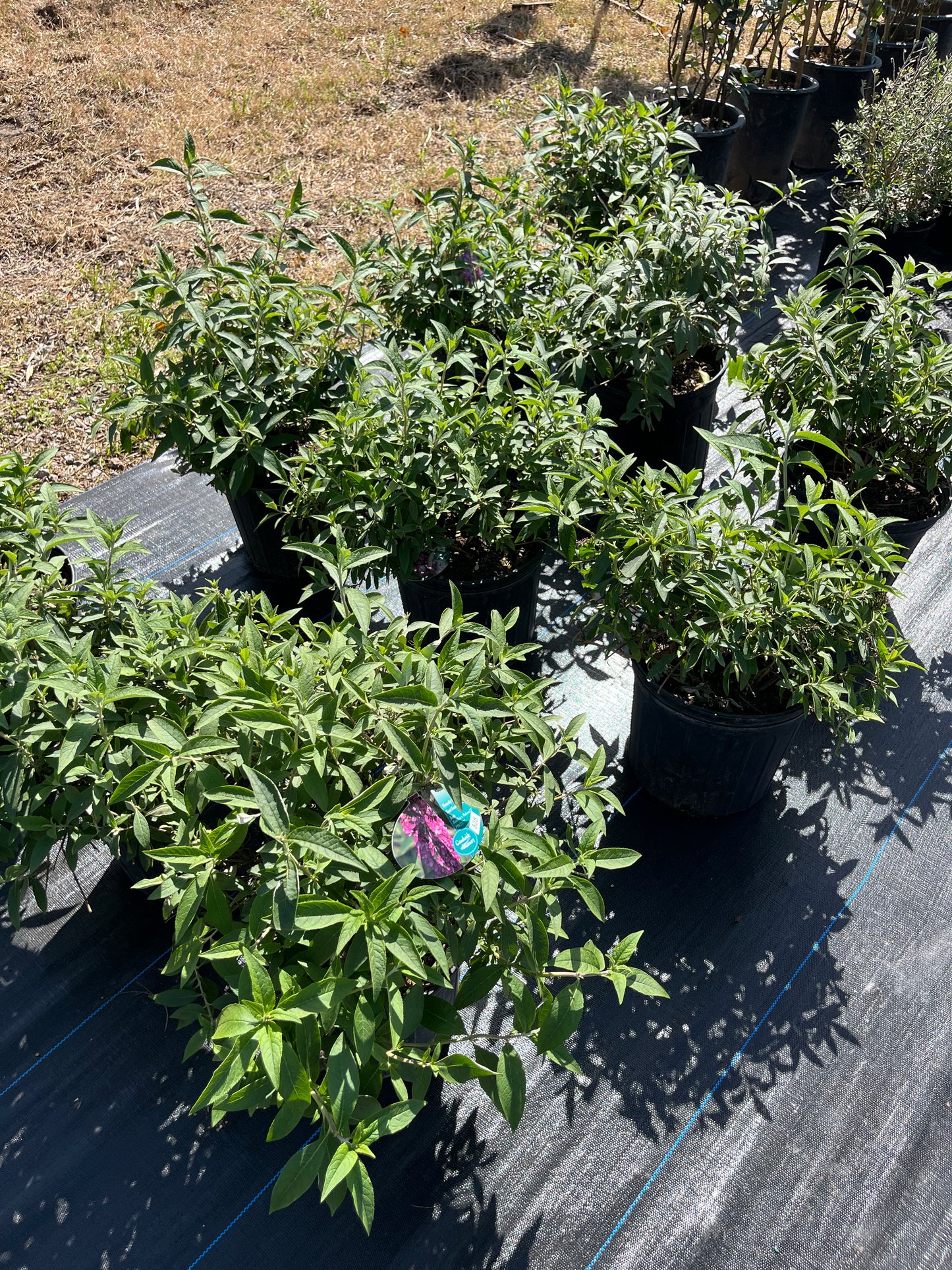 Butterfly Bush- Tutti Frutti