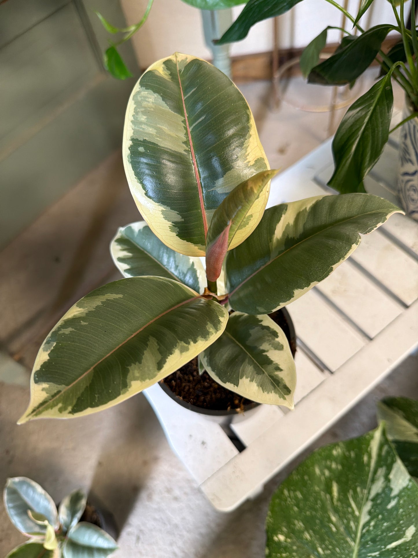 Rubber Tree- Tineke