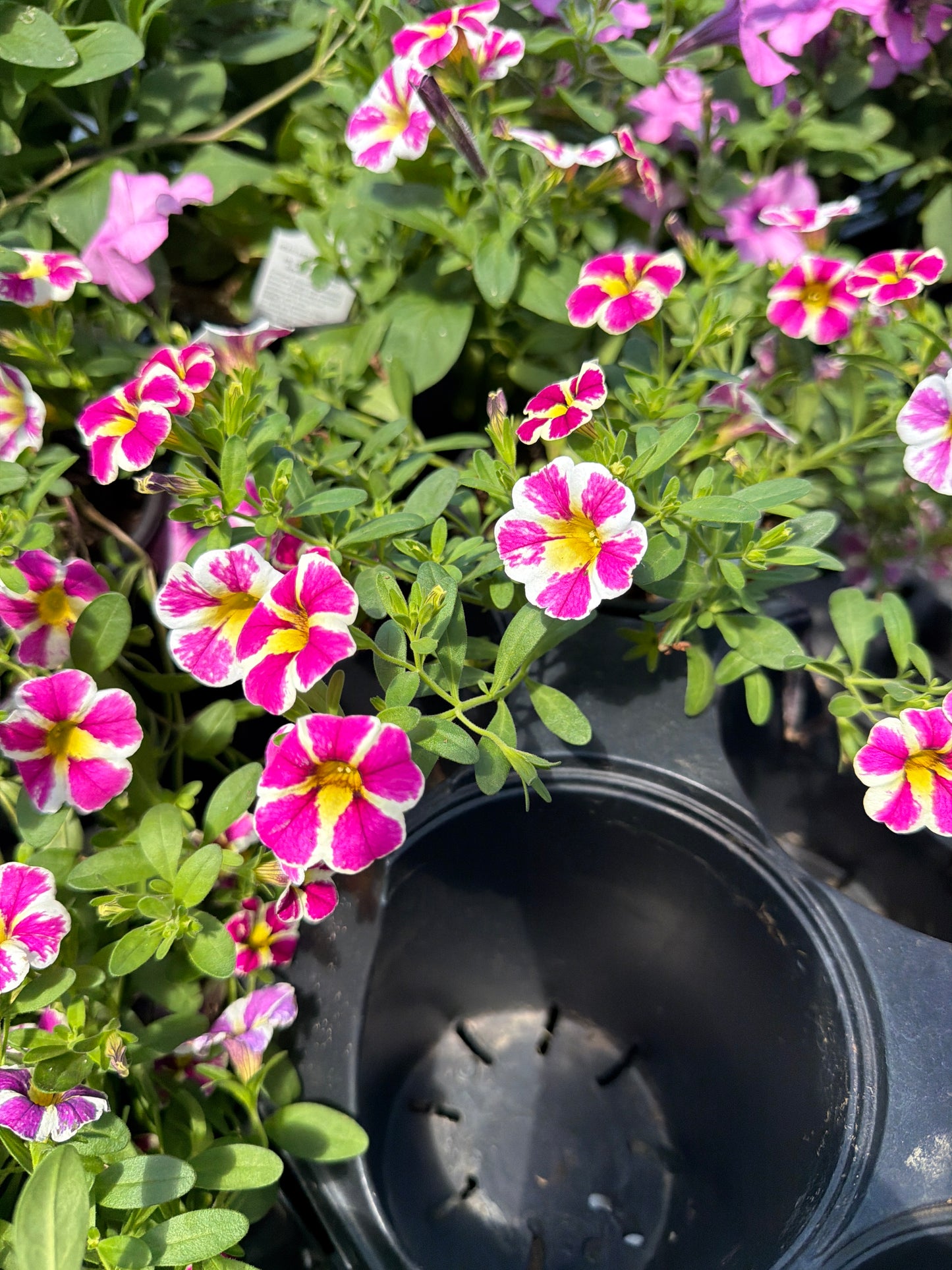 Calibrachoa