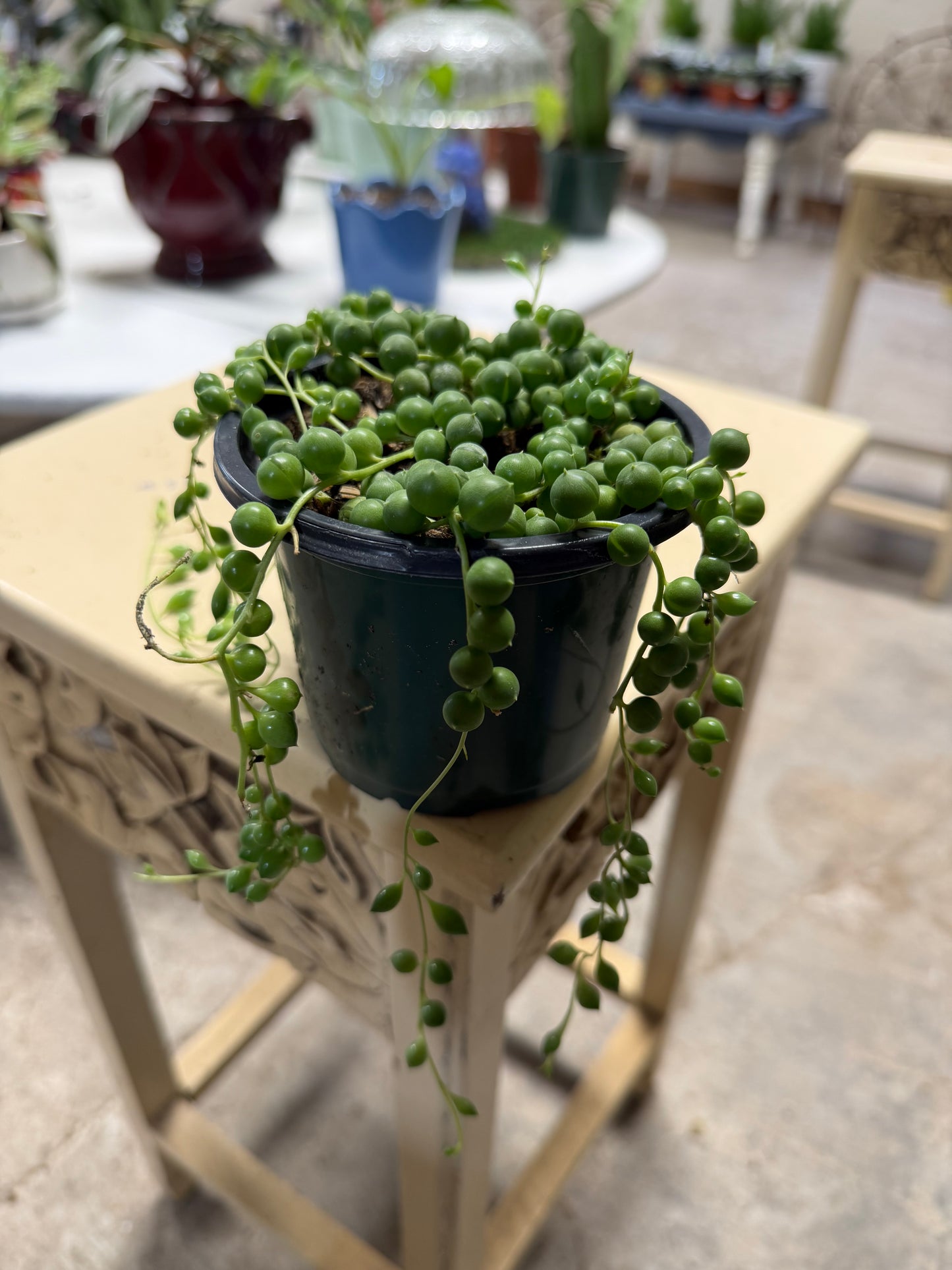 String of pearls