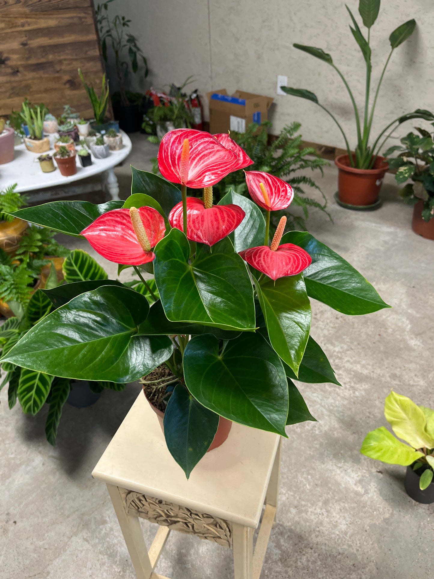 Anthurium