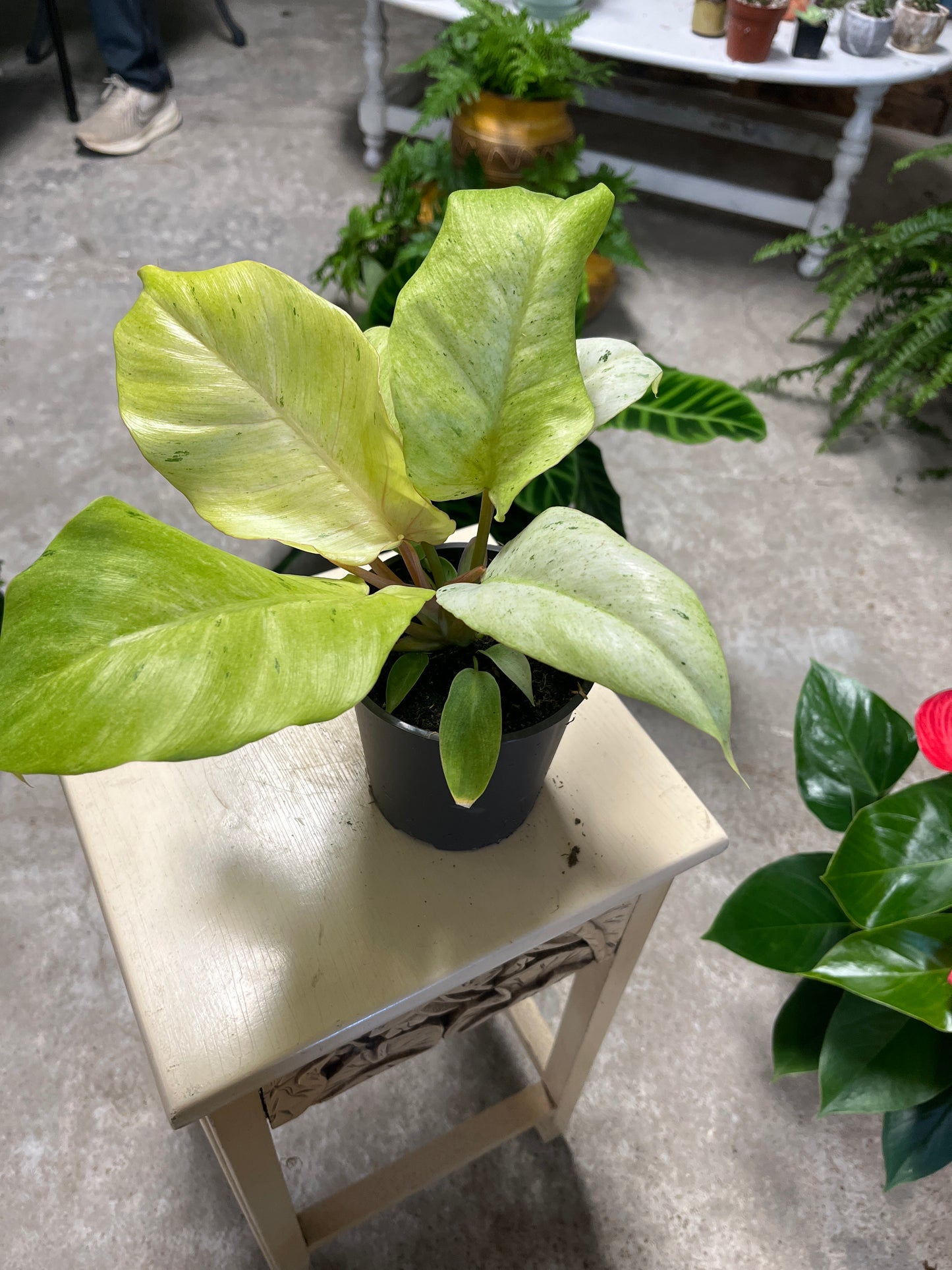 Philodendron- Snowdrift