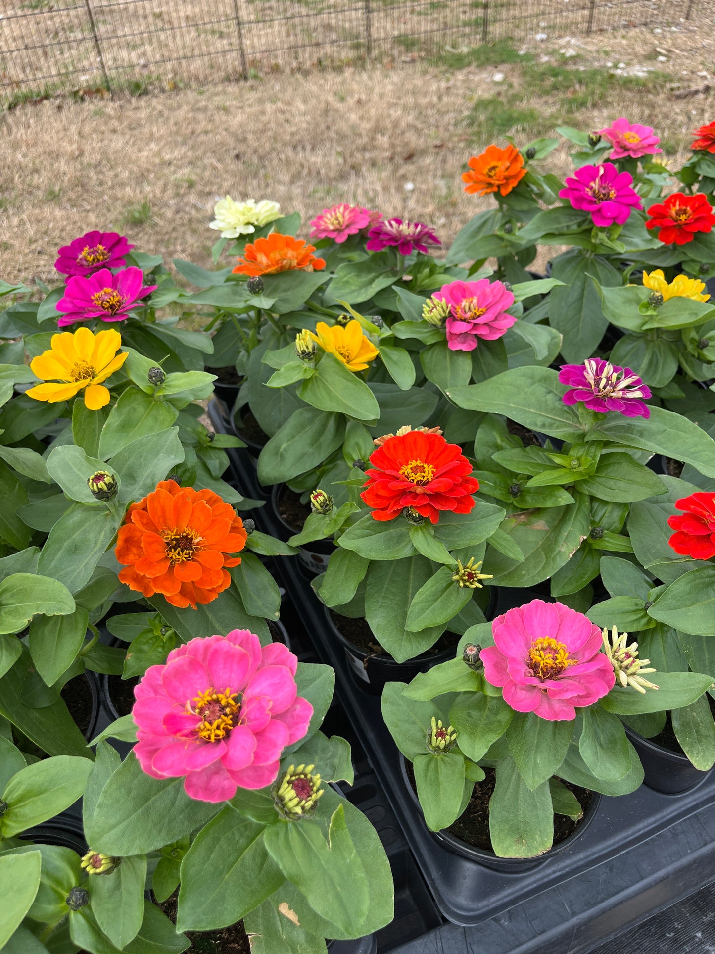 Zinnias