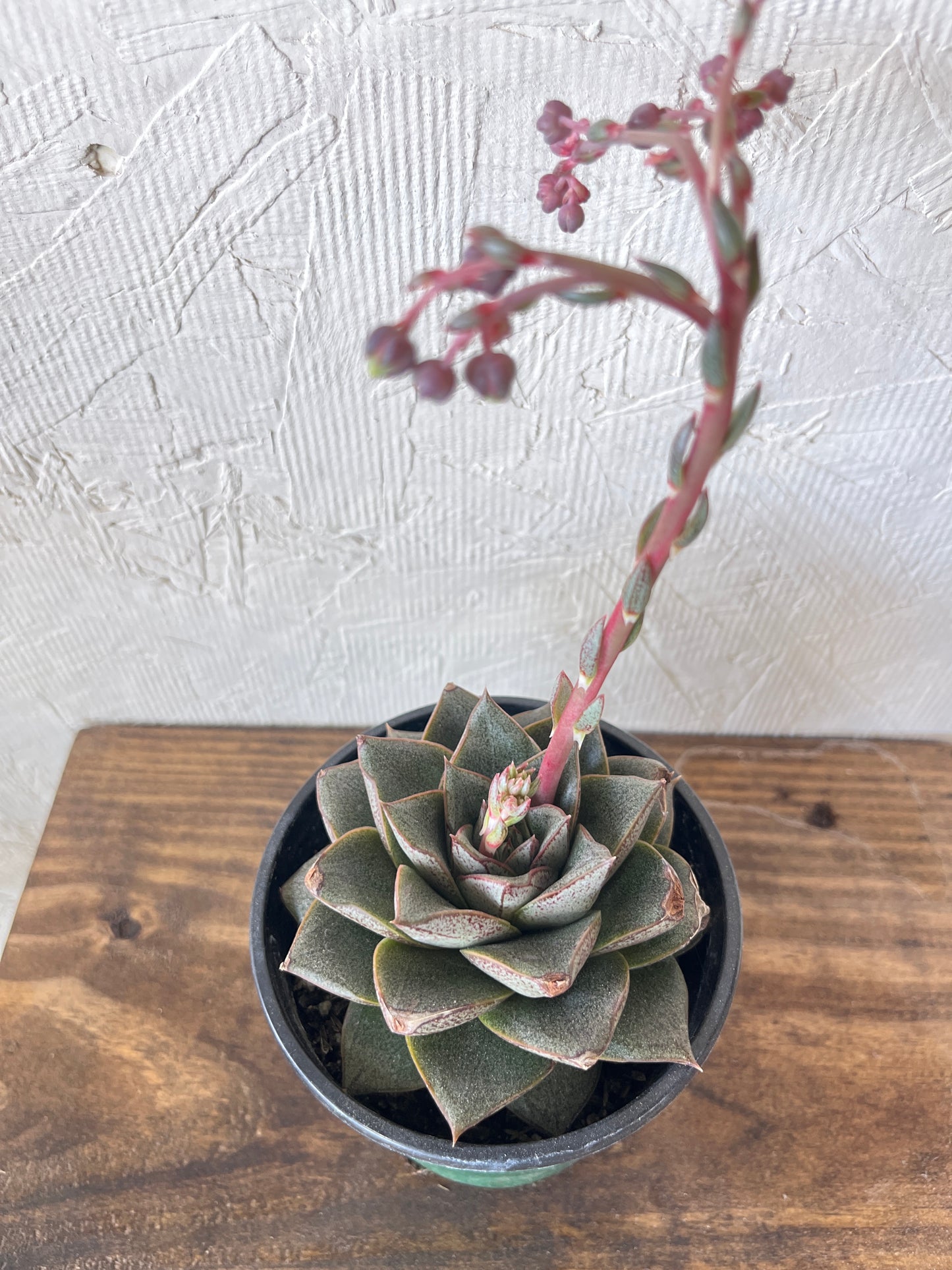 Echeveria Purporeum
