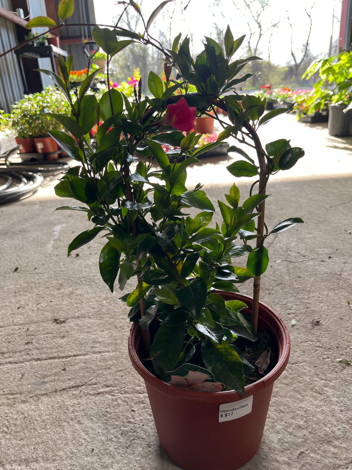 Mandevilla- Sun Parasol