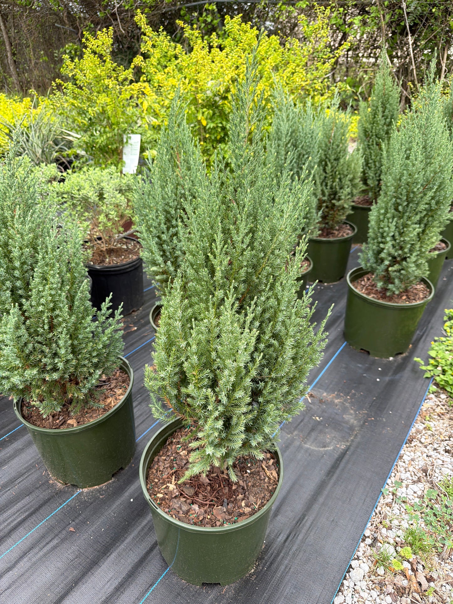 Blue Point Juniper
