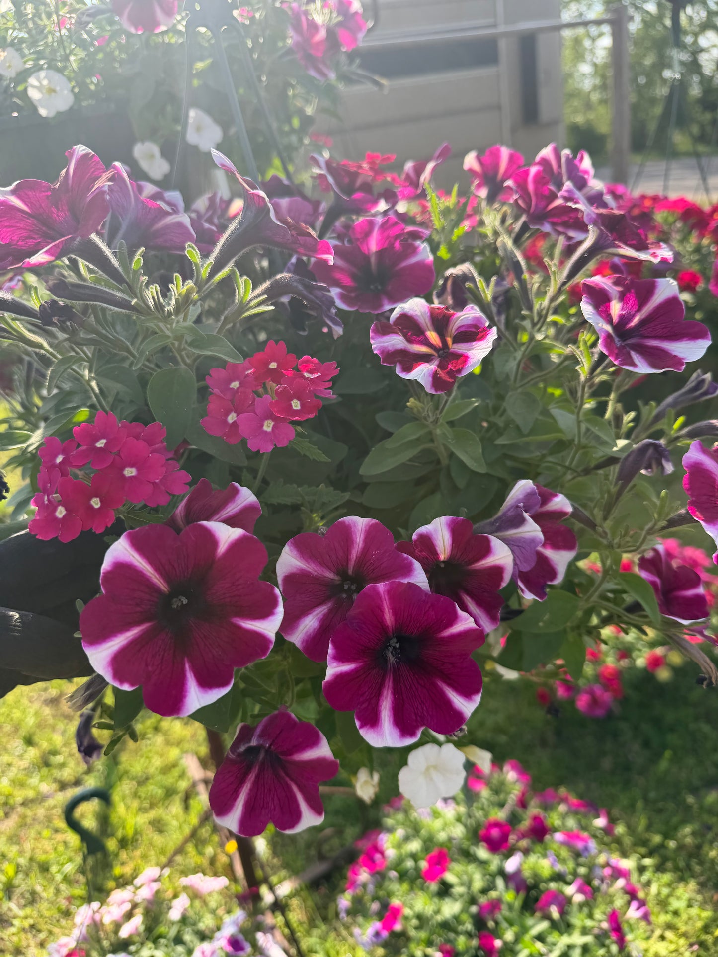 10” Hanging Basket Combo