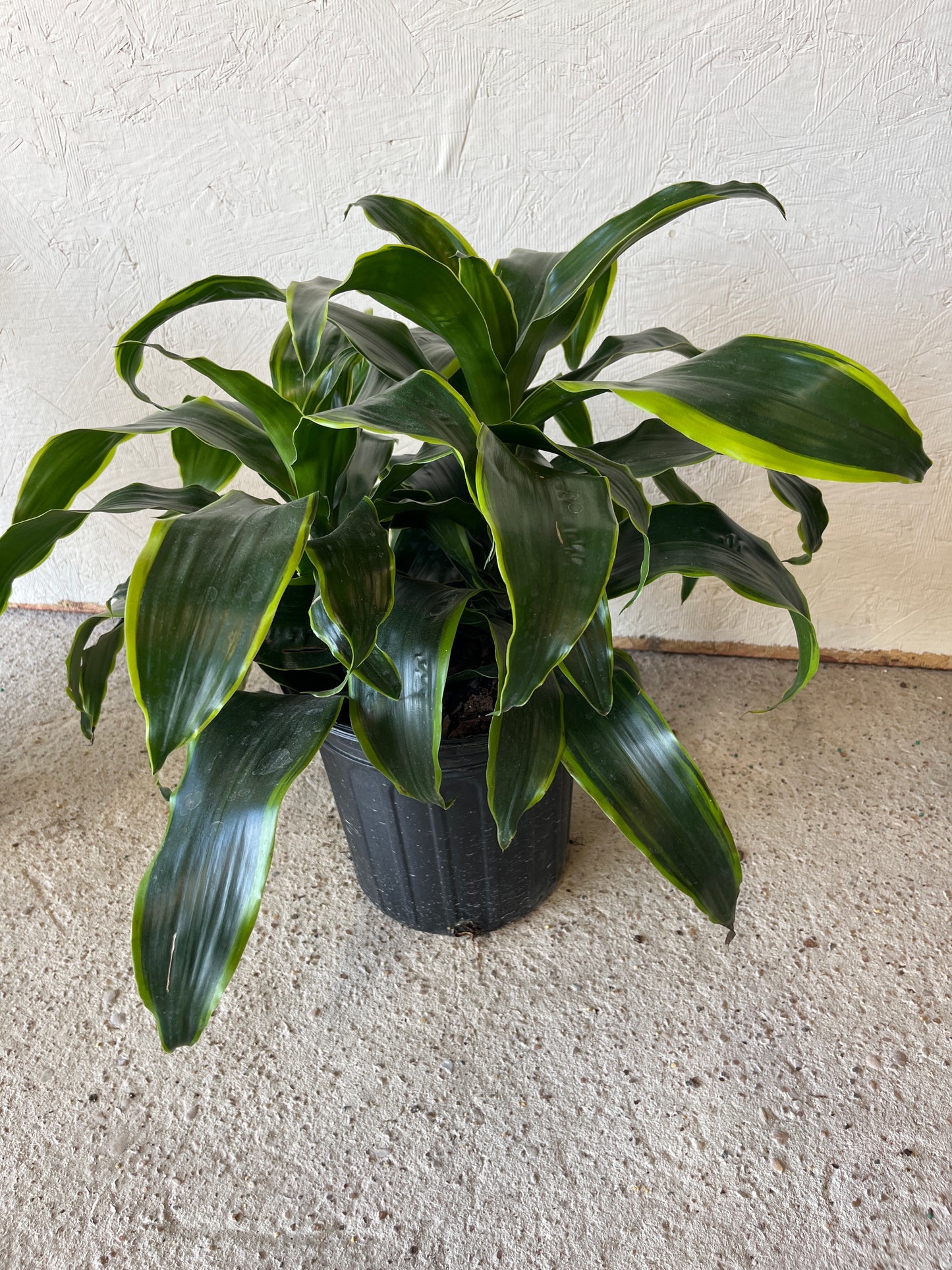 Dracaena Dorado