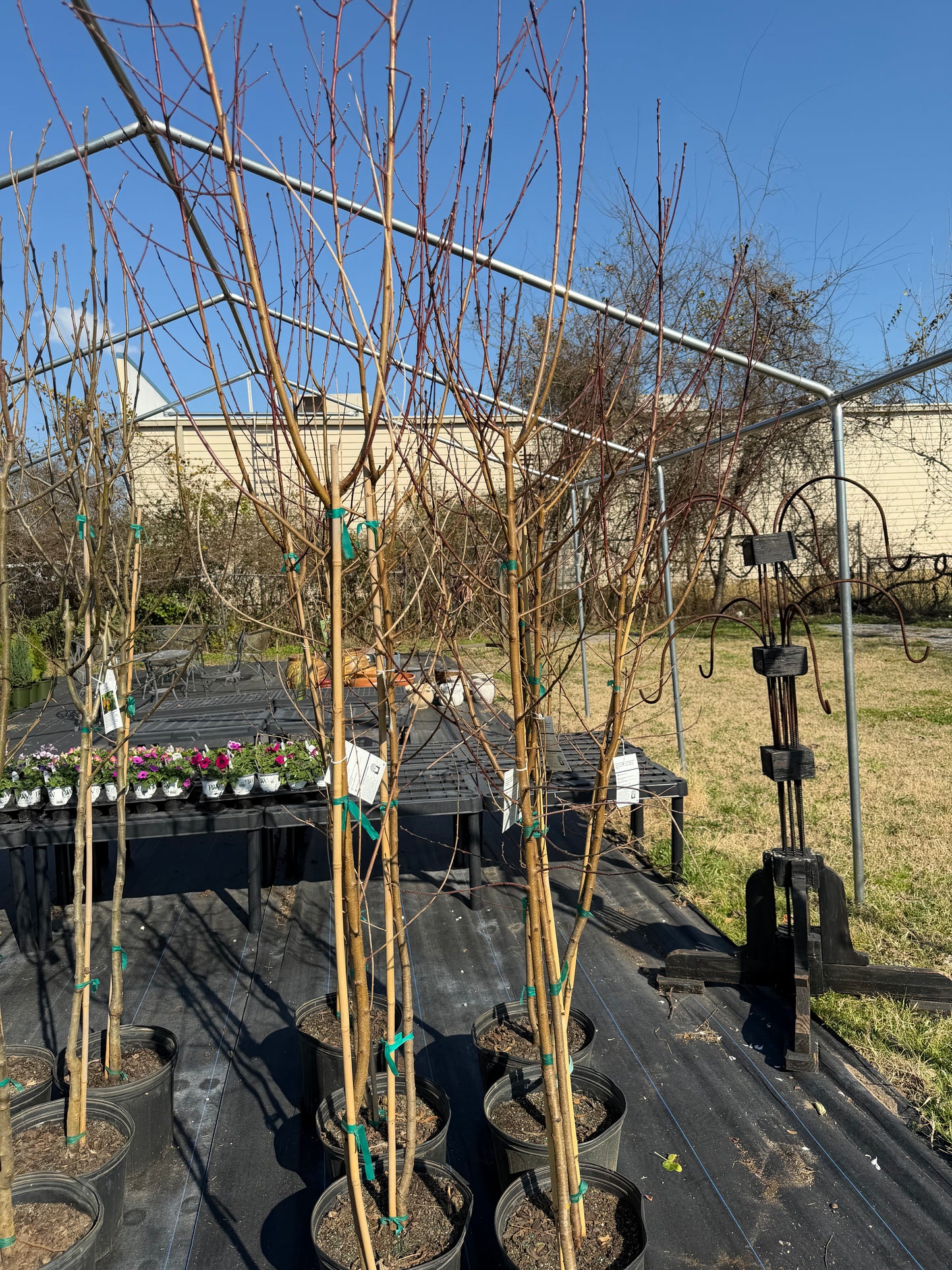 Rio Grande Peach Tree