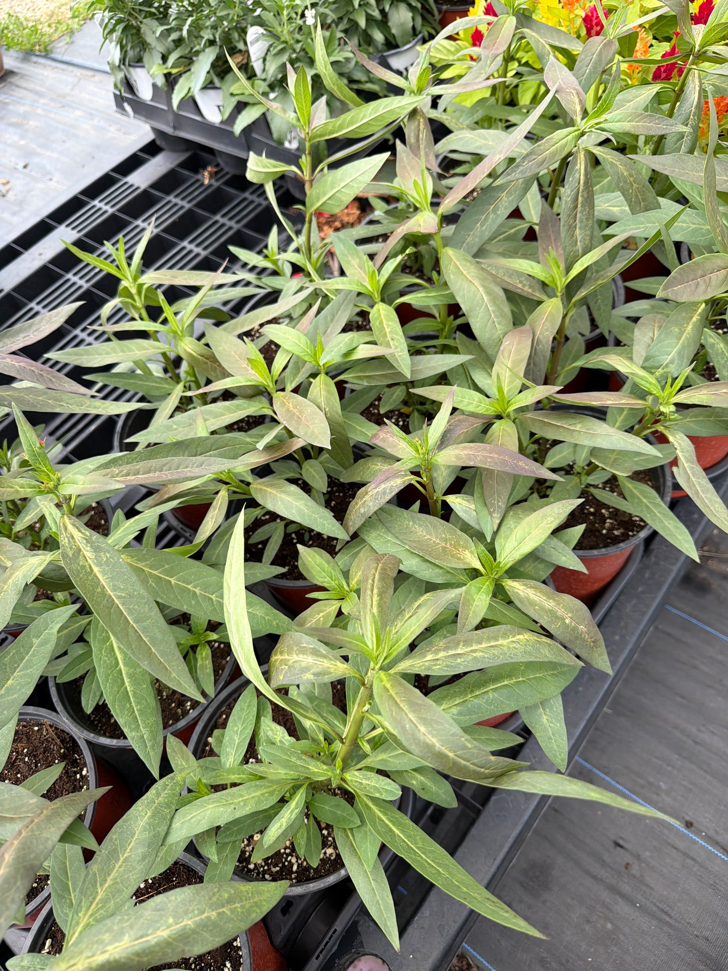 Milkweed