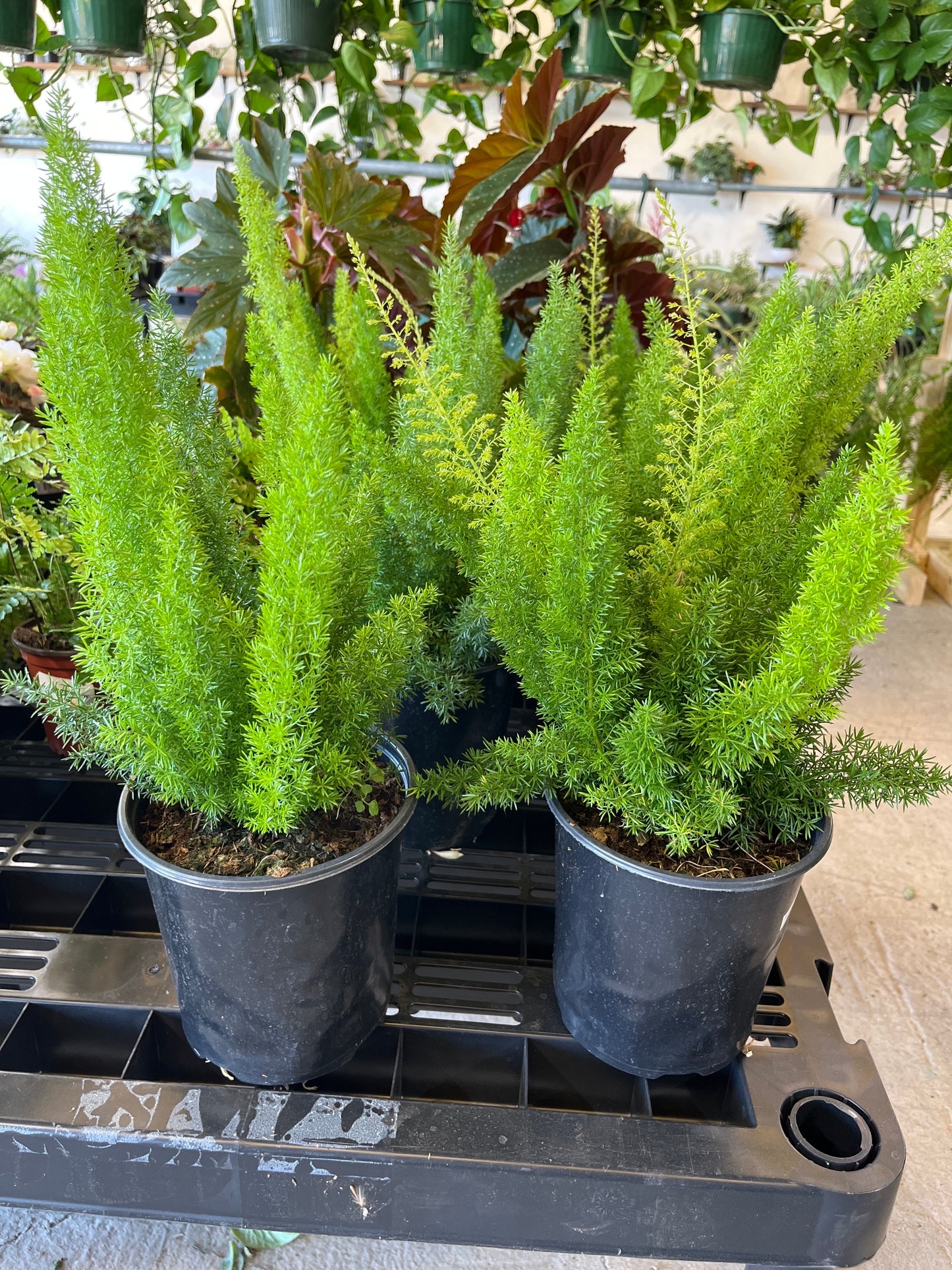 Foxtail Fern