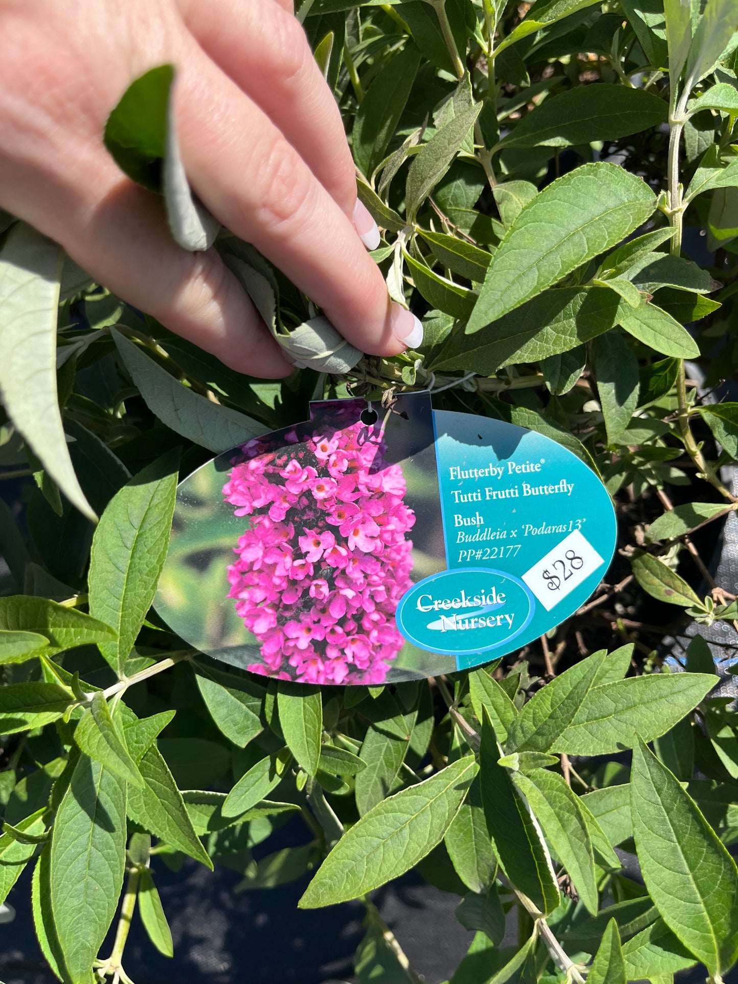 Butterfly Bush- Tutti Frutti