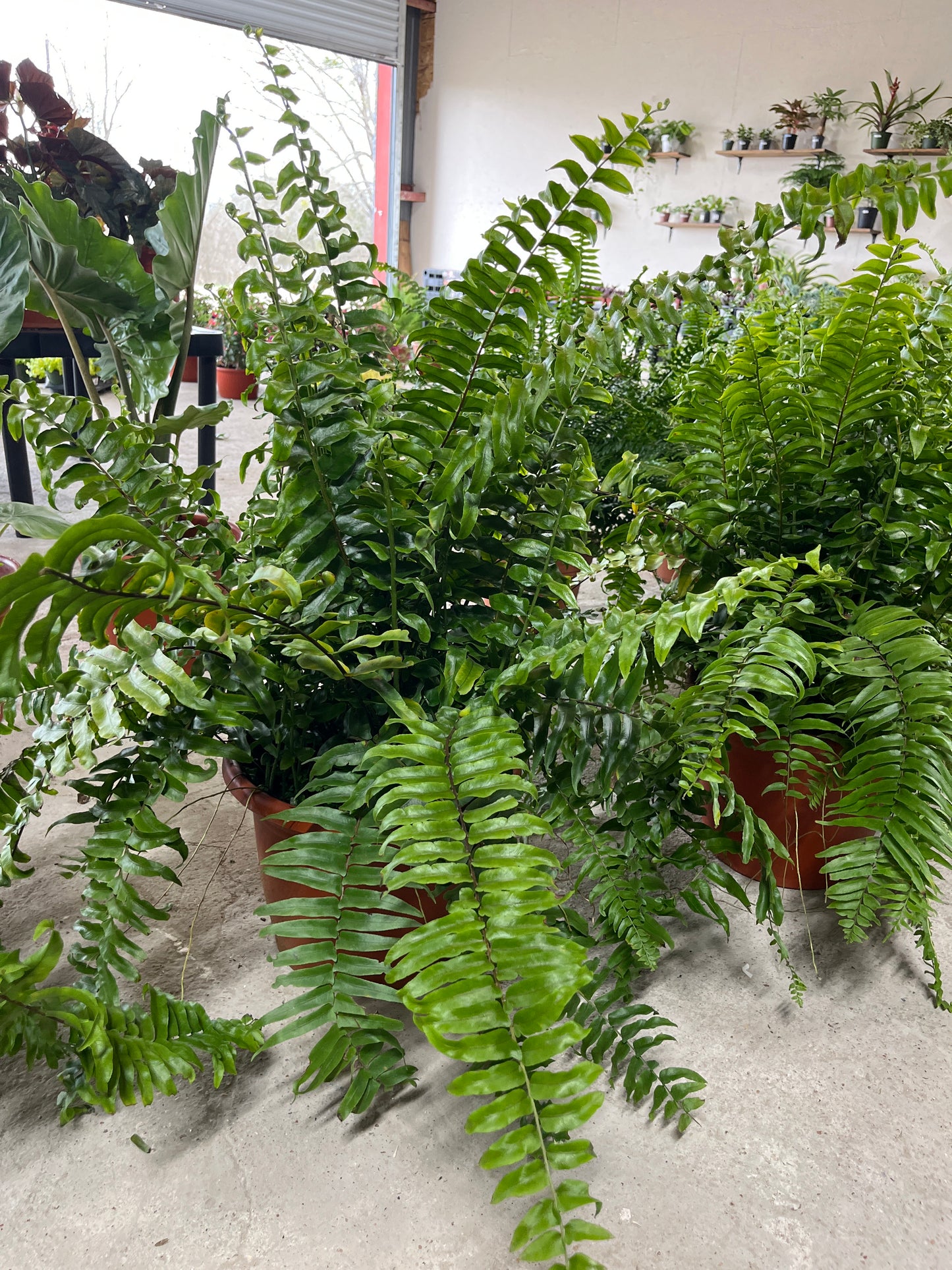 Macho Fern