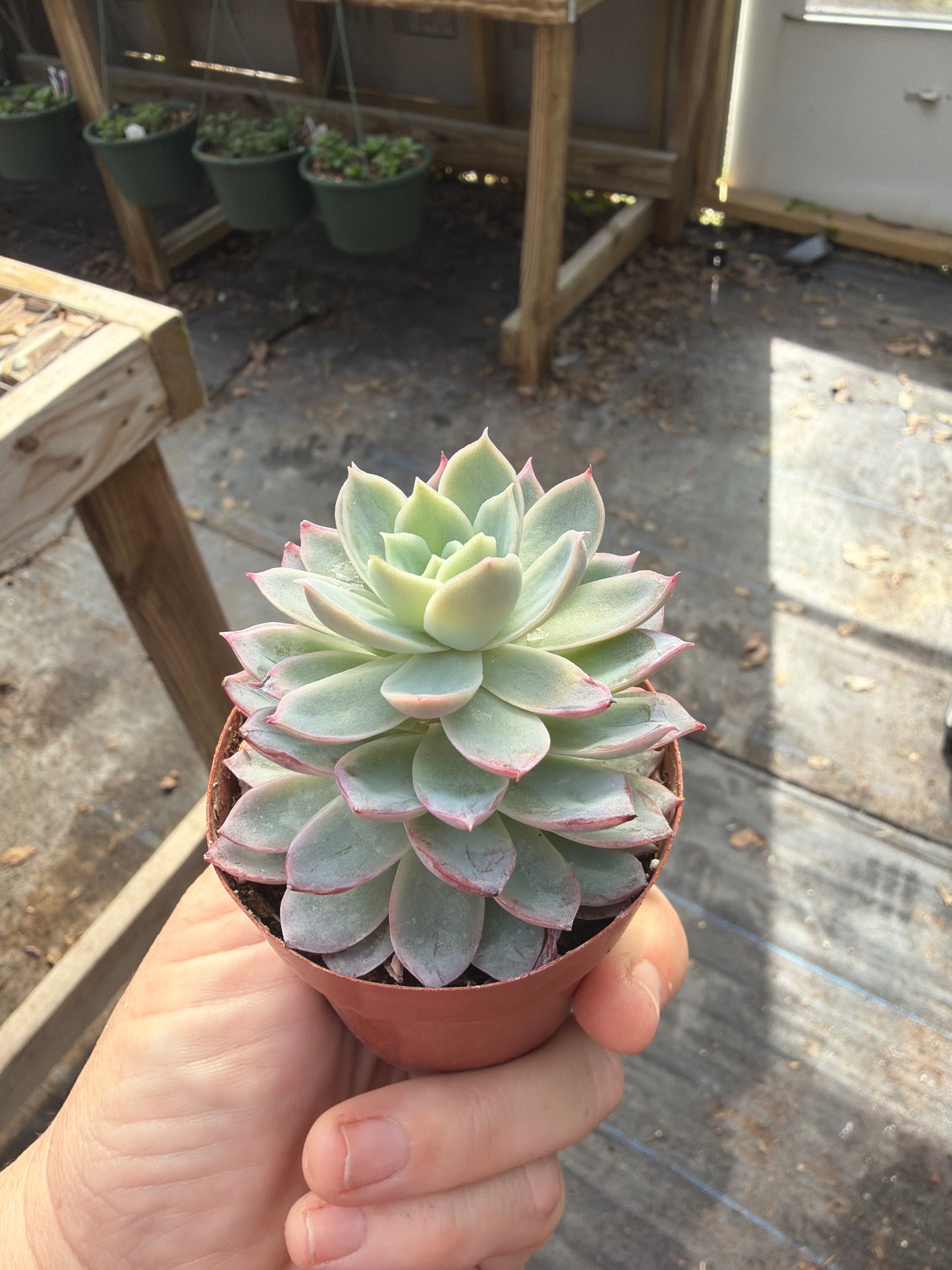 Echeveria Violet Queen