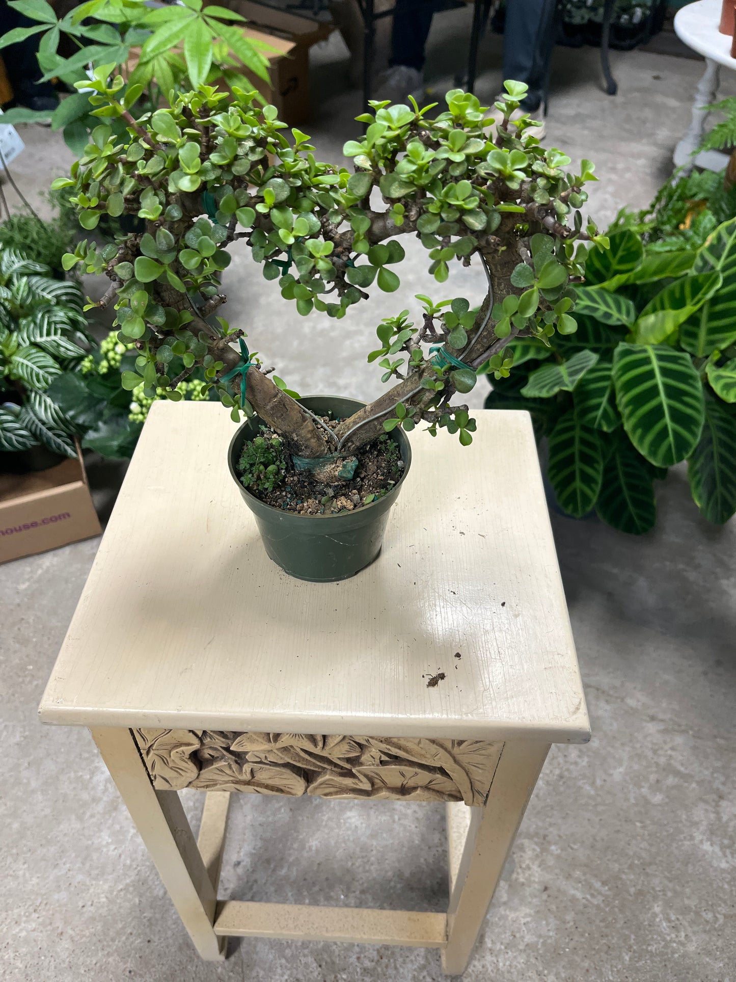 Elephant Bush- Heart