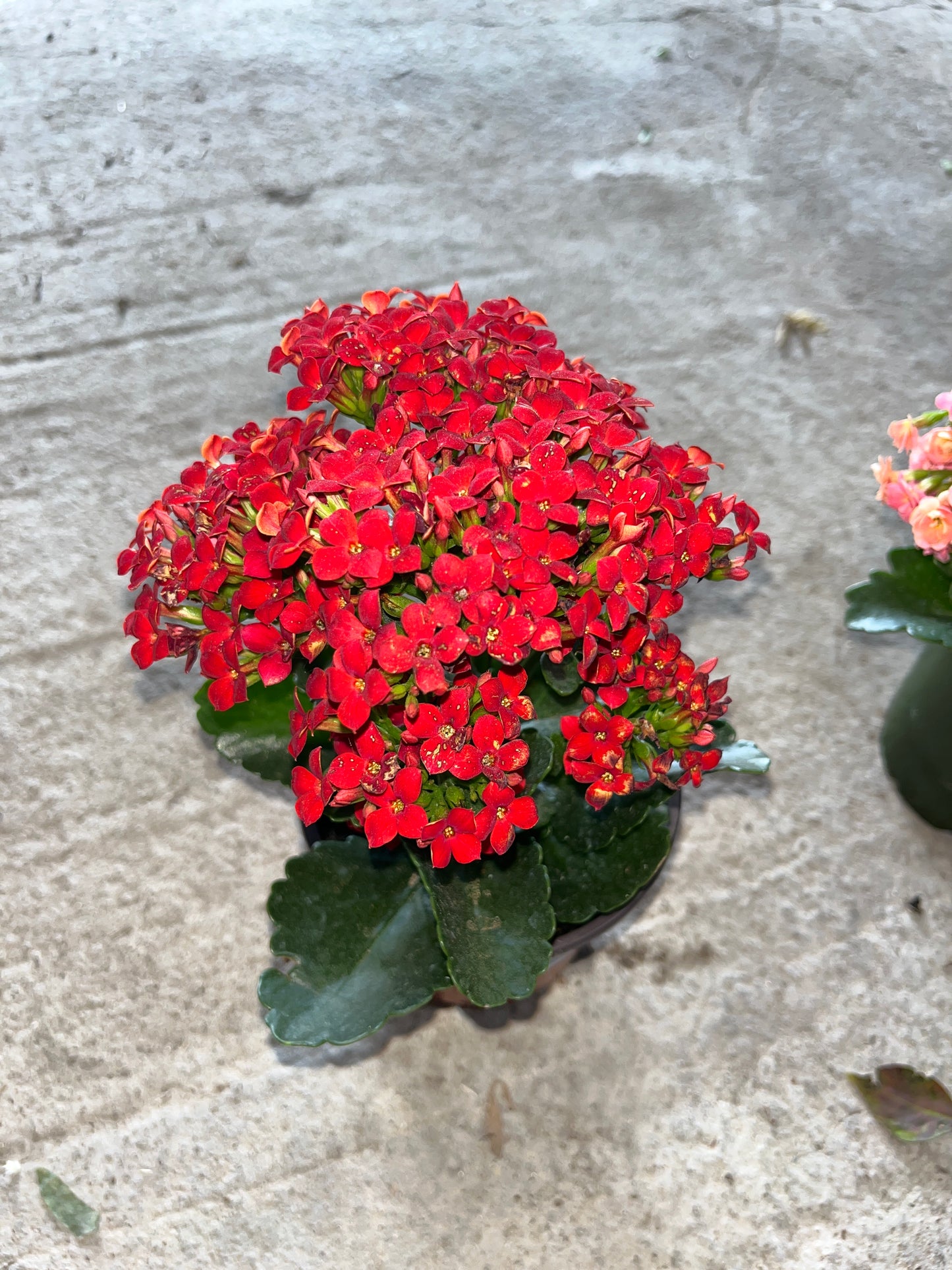 Kalanchoe Perfecta Double