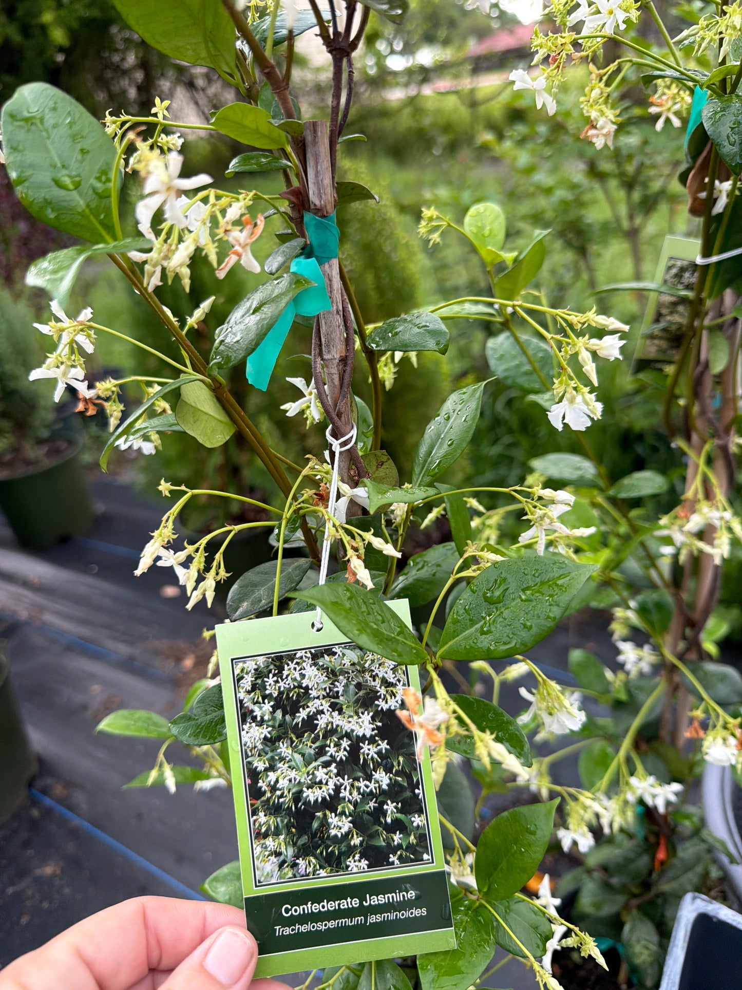 Confederate Jasmine