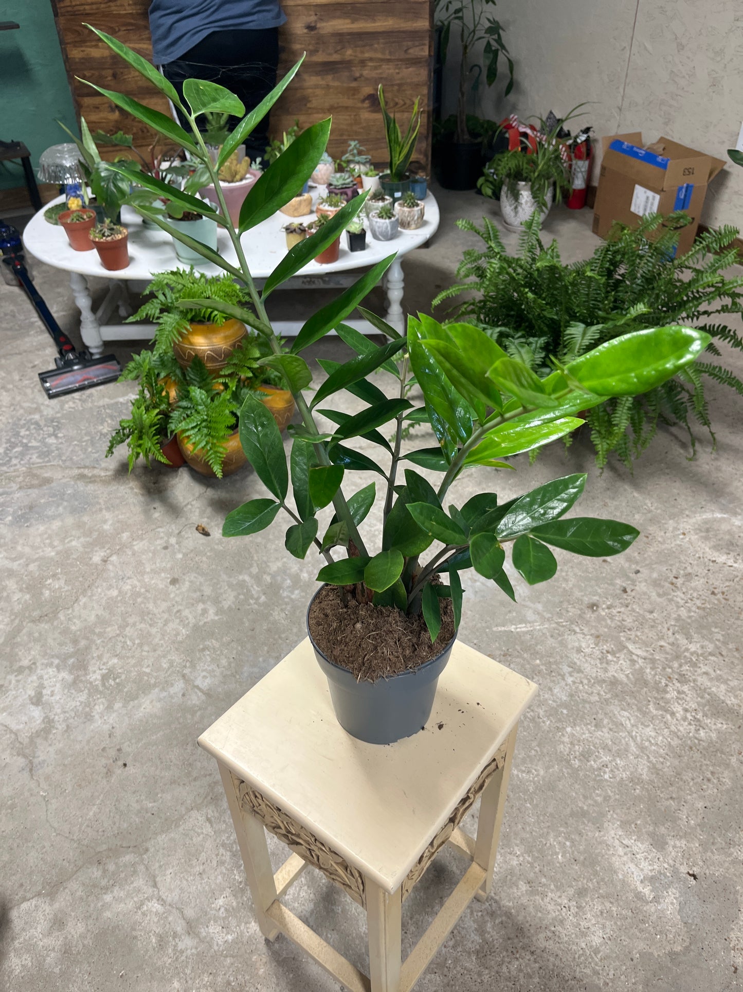ZZ Plant