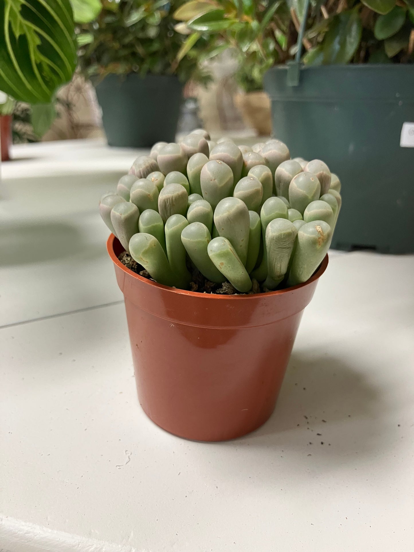Baby Toes
