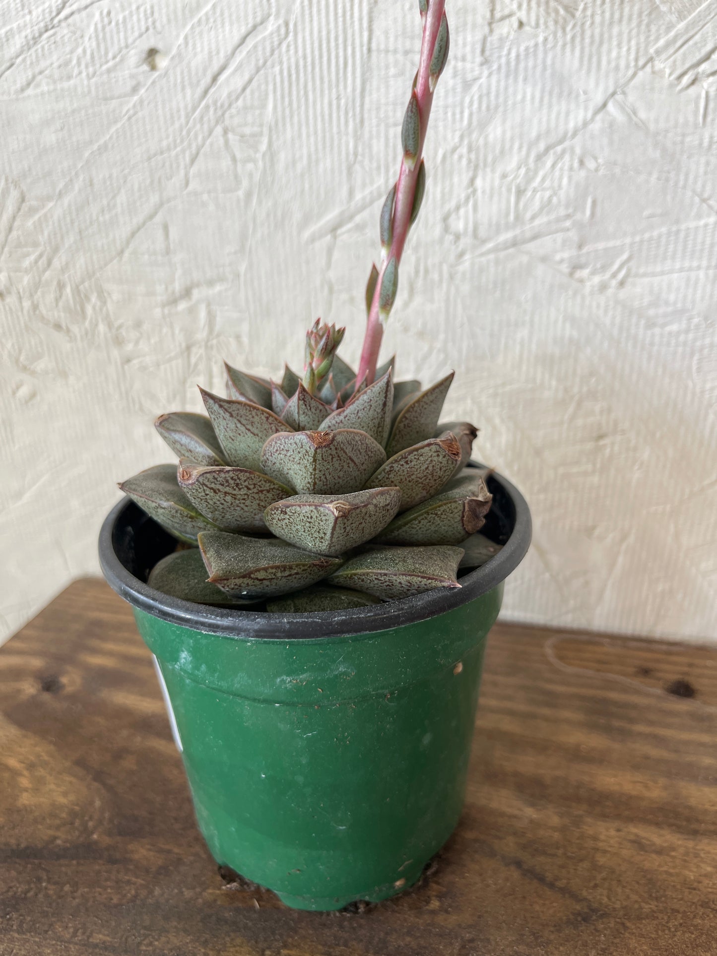 Echeveria Purporeum