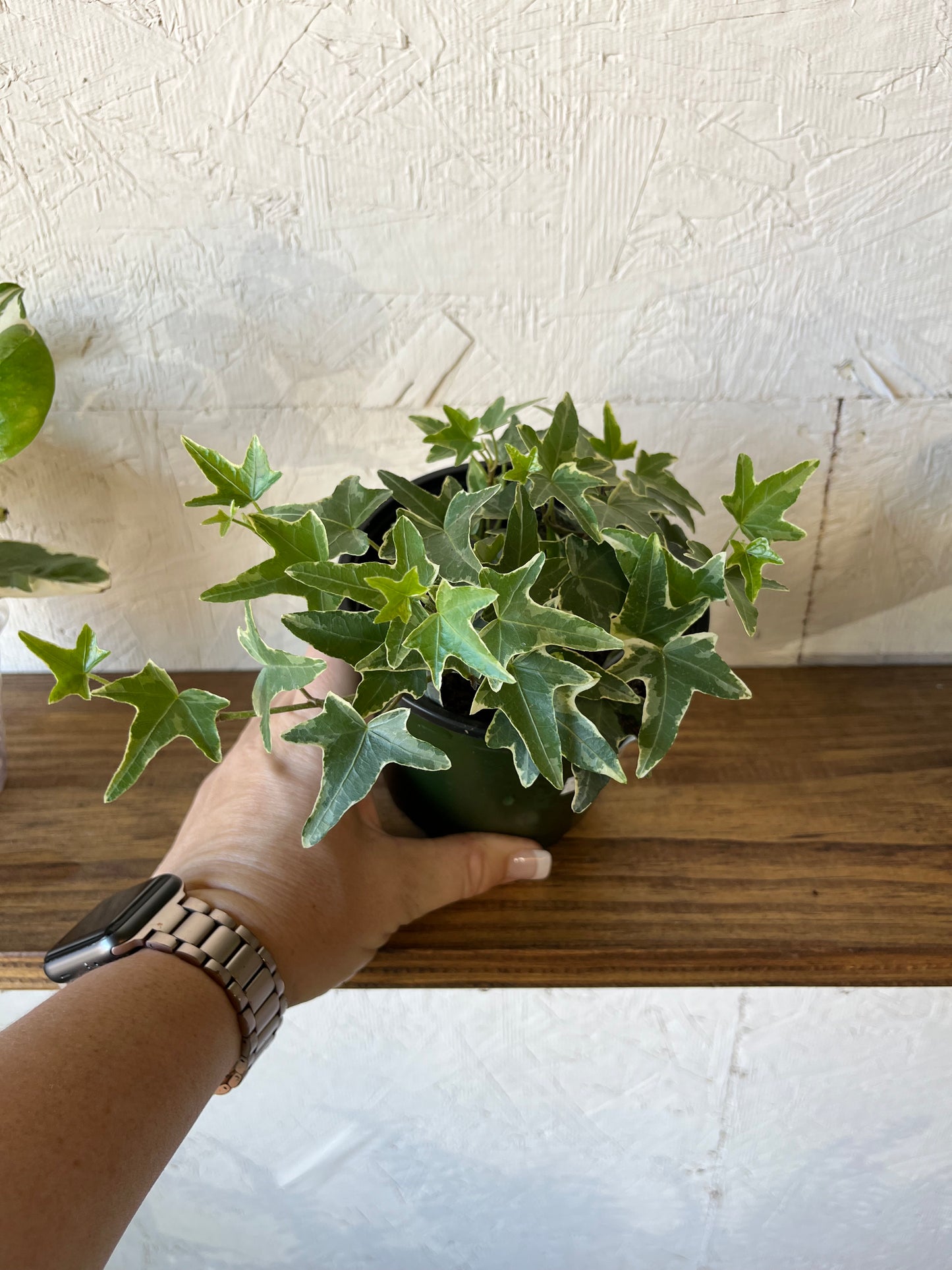Hedera Varigated Ivy
