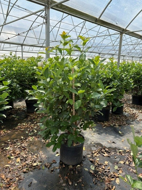 Sweet Viburnum