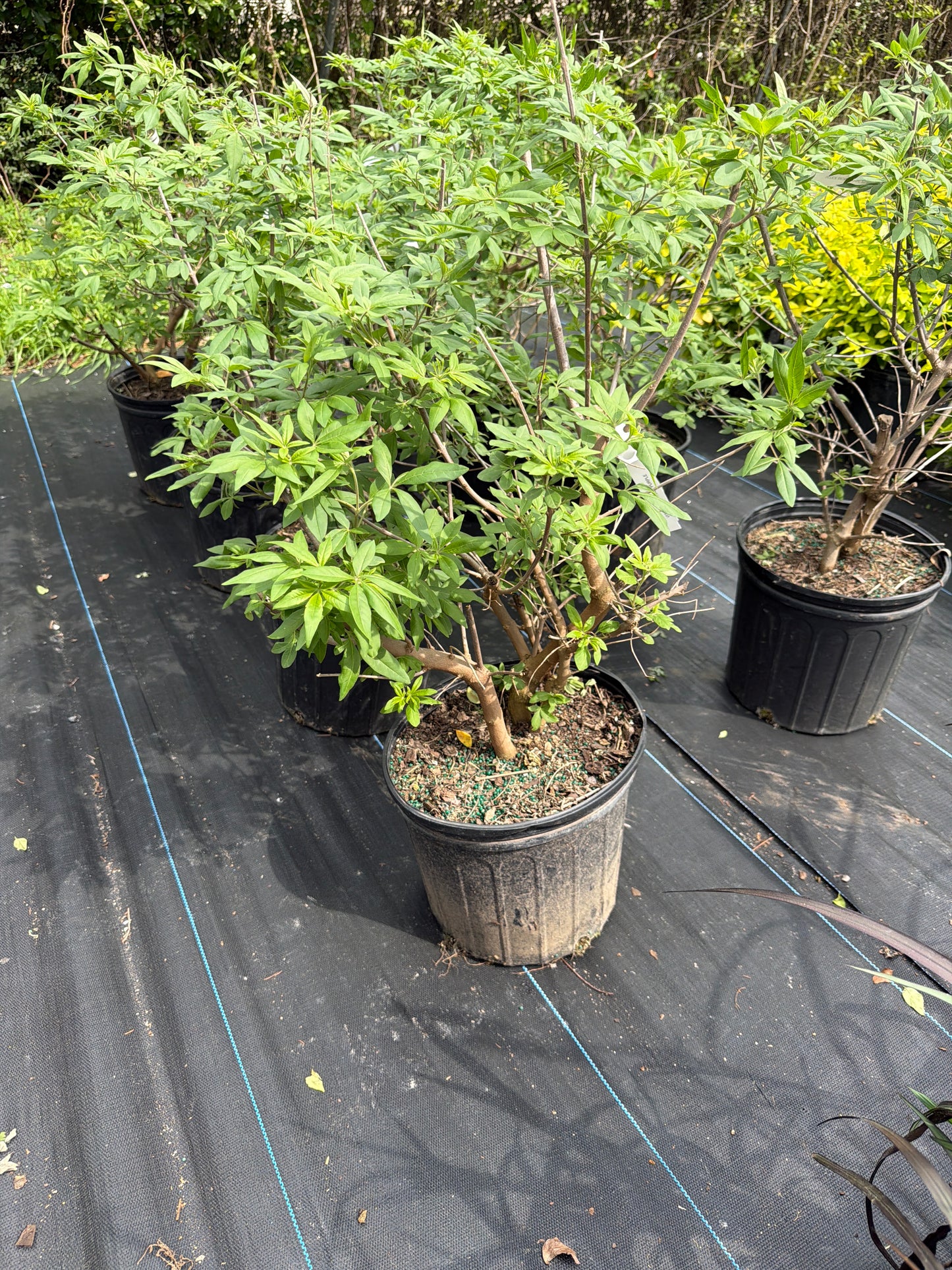 Vitex Tree
