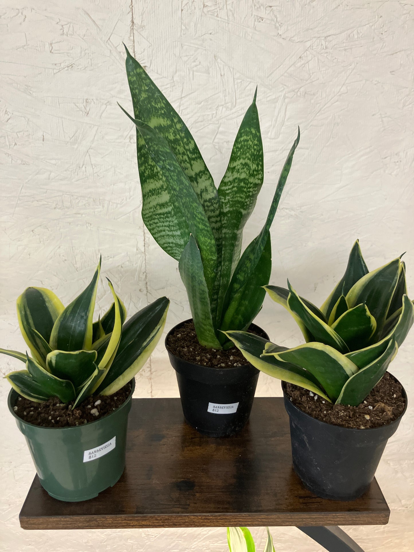 Sansevieria