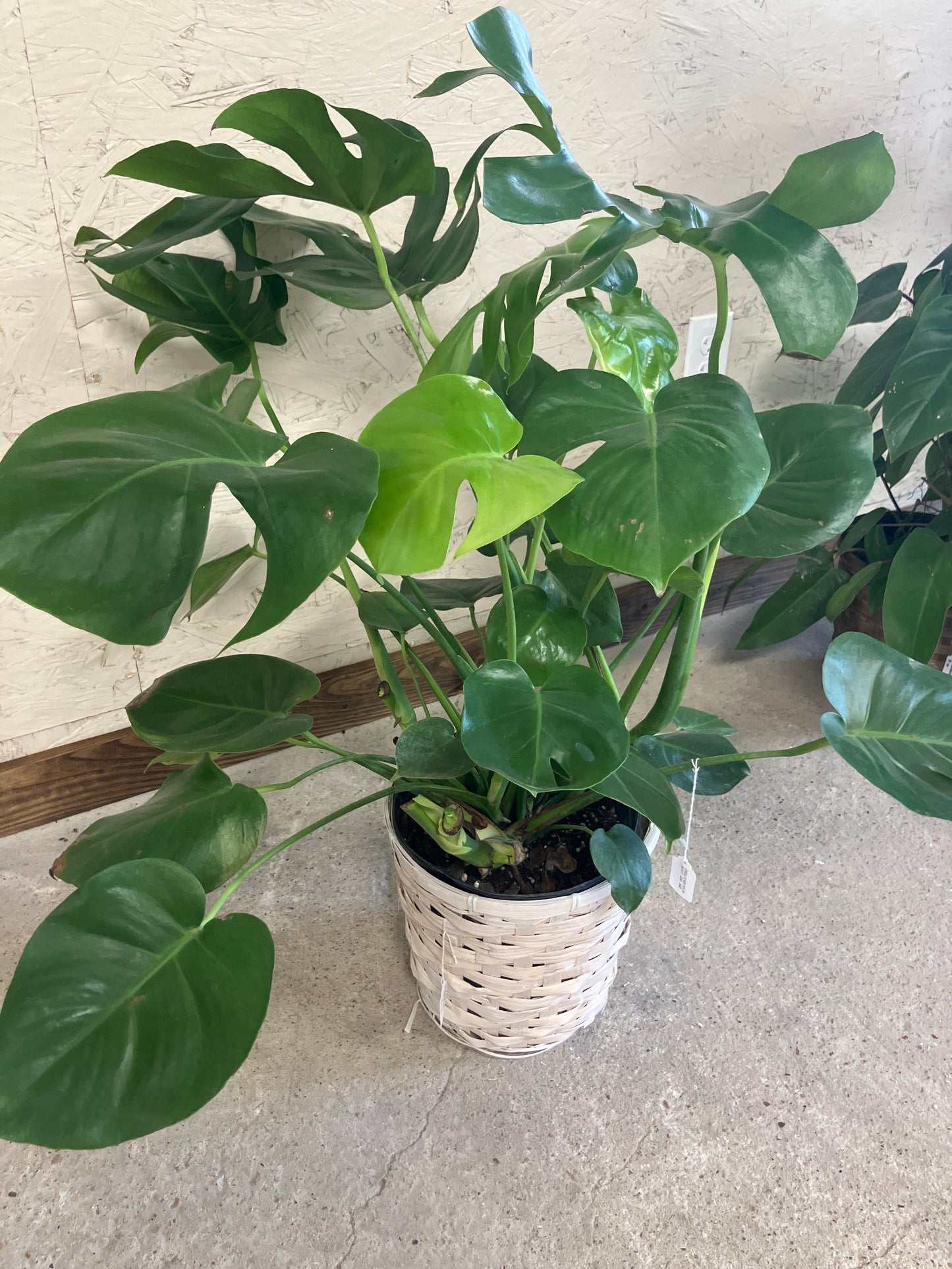 Philodendron - Split Leaf