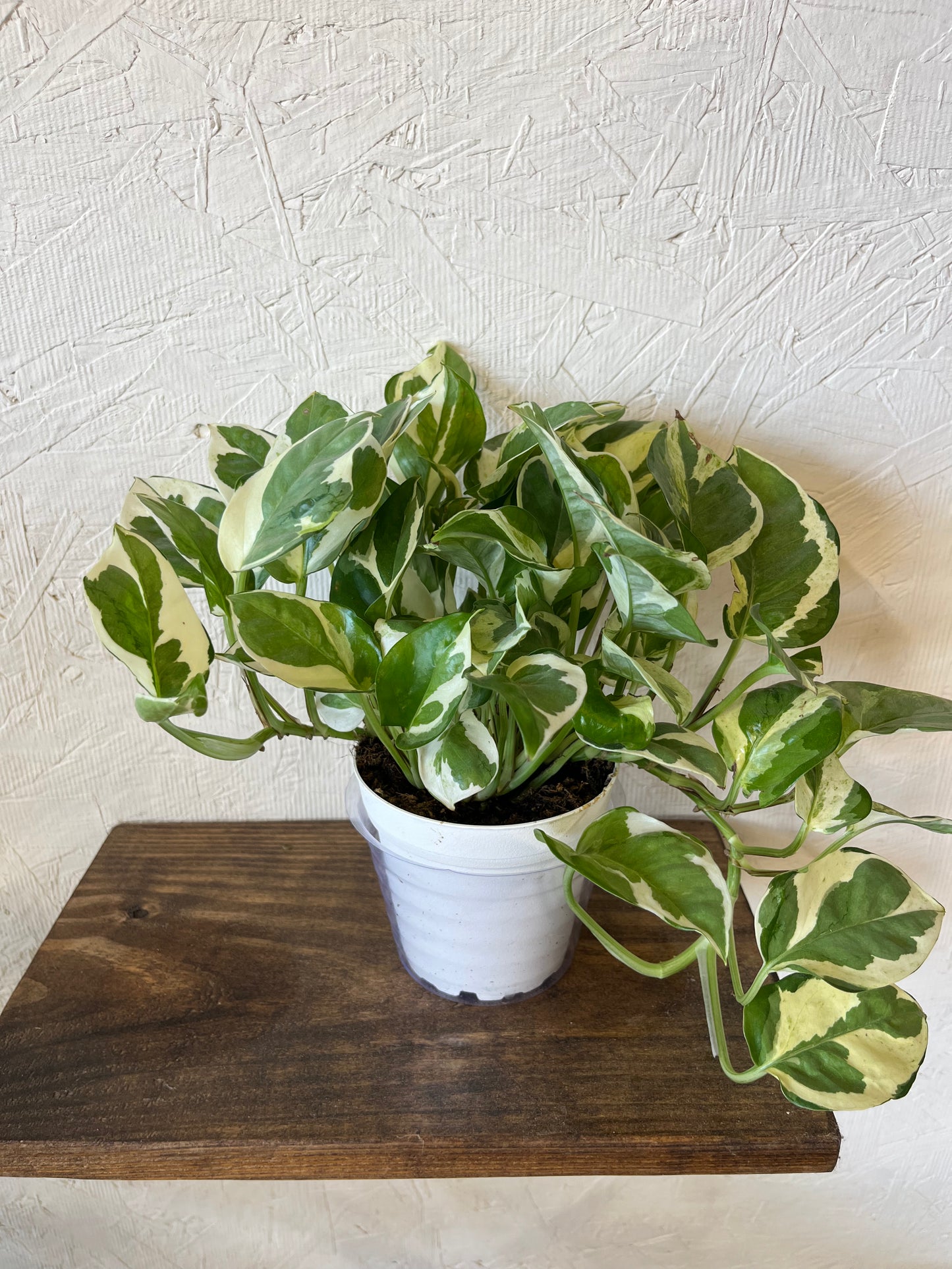 N’Joy Pothos Ivy