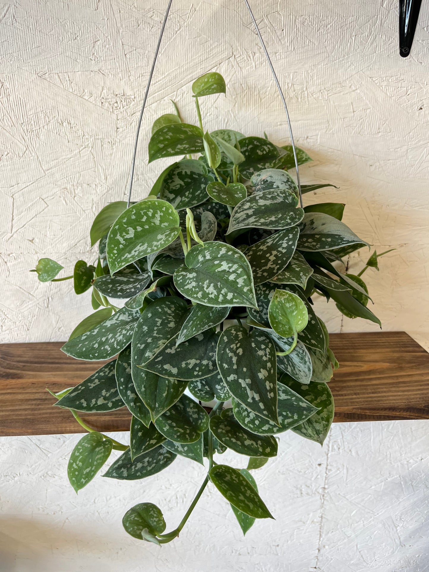 Pictish Pothos Ivy