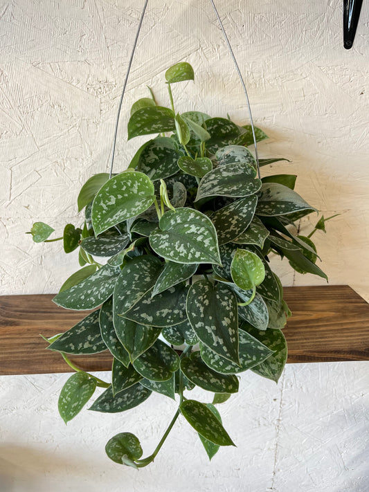 Pictish Pothos Ivy