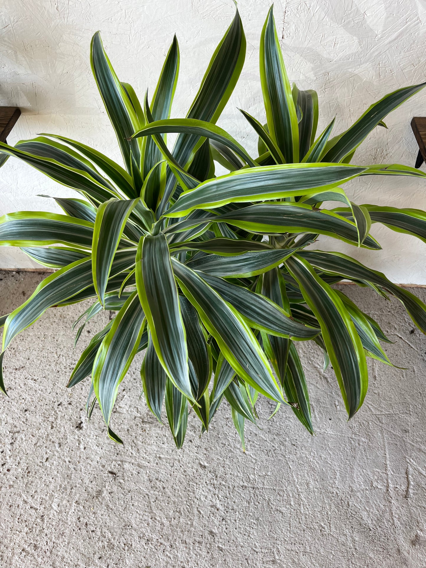 Dracaena Warnekii